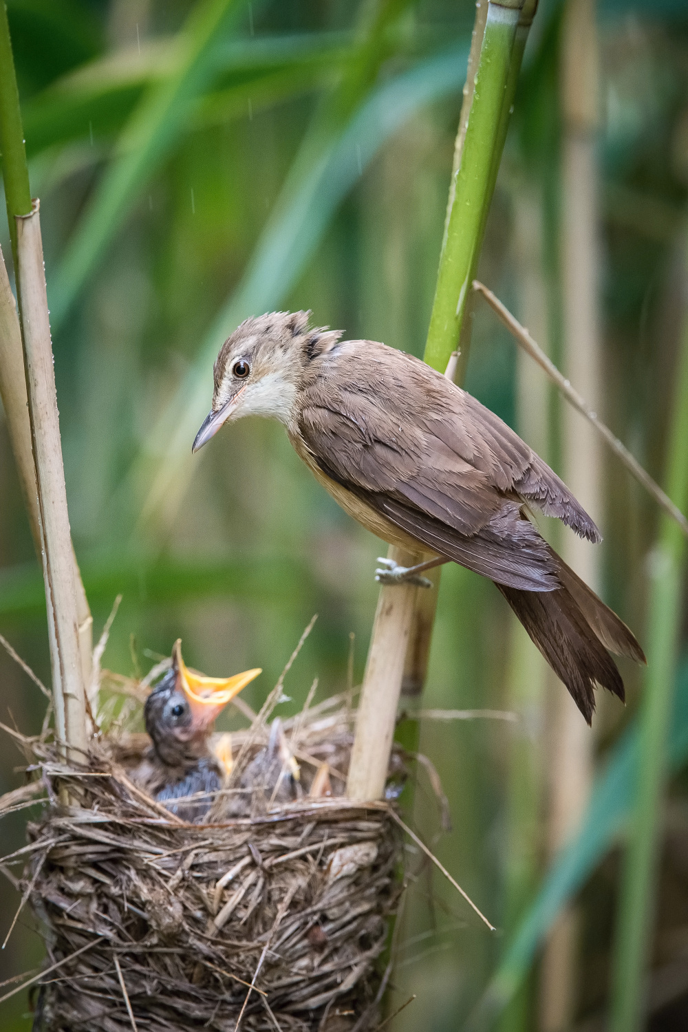 rákosník velký (Acrocephalus arundinaceus) Great reed warbler