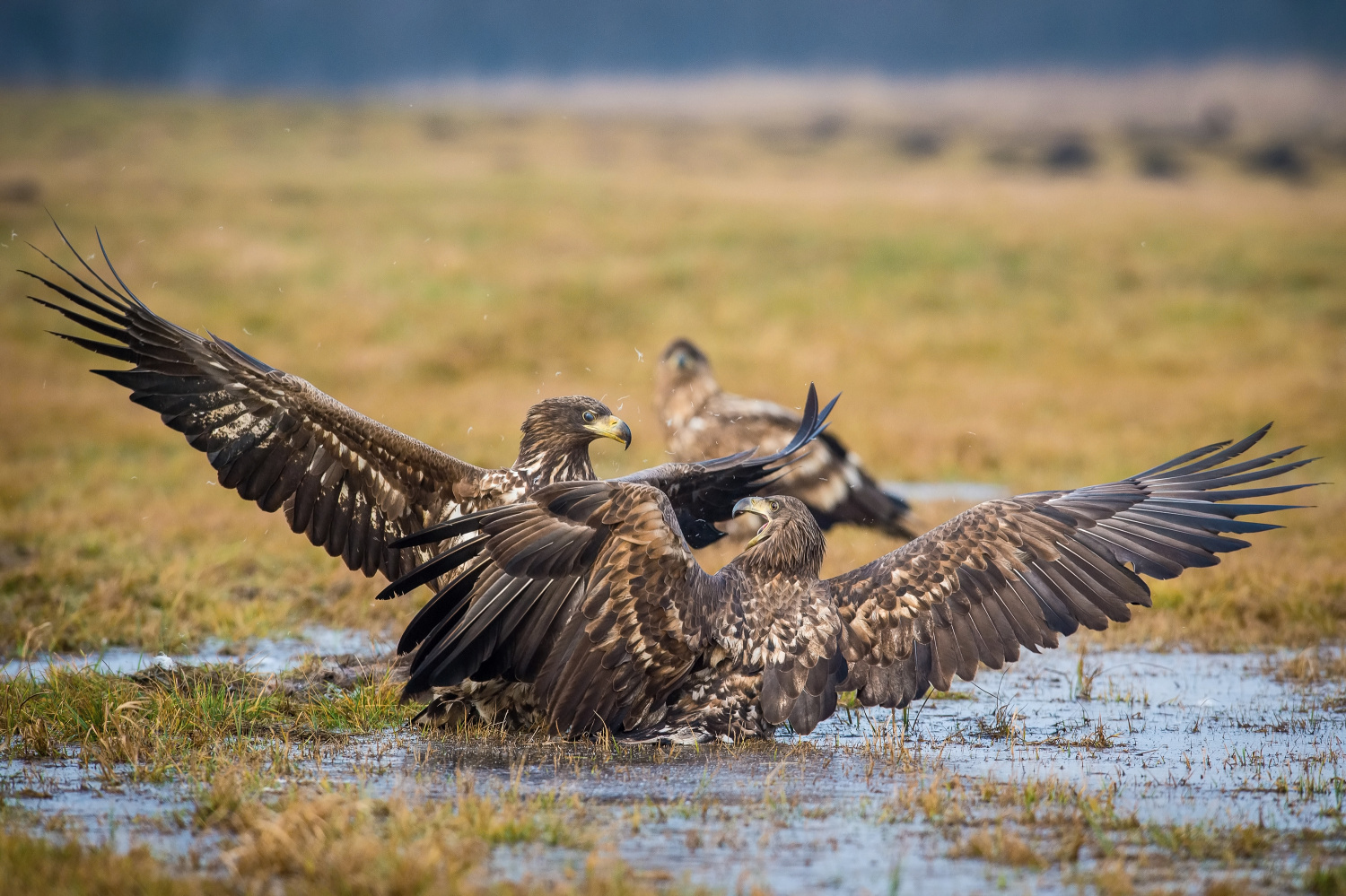 orel mořský (Haliaeetus albicilla) White-tailed eagle