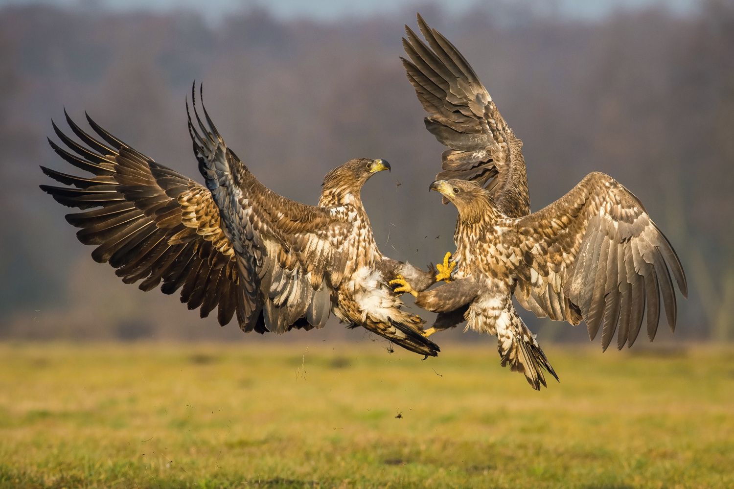 orel mořský (Haliaeetus albicilla) White-tailed eagle