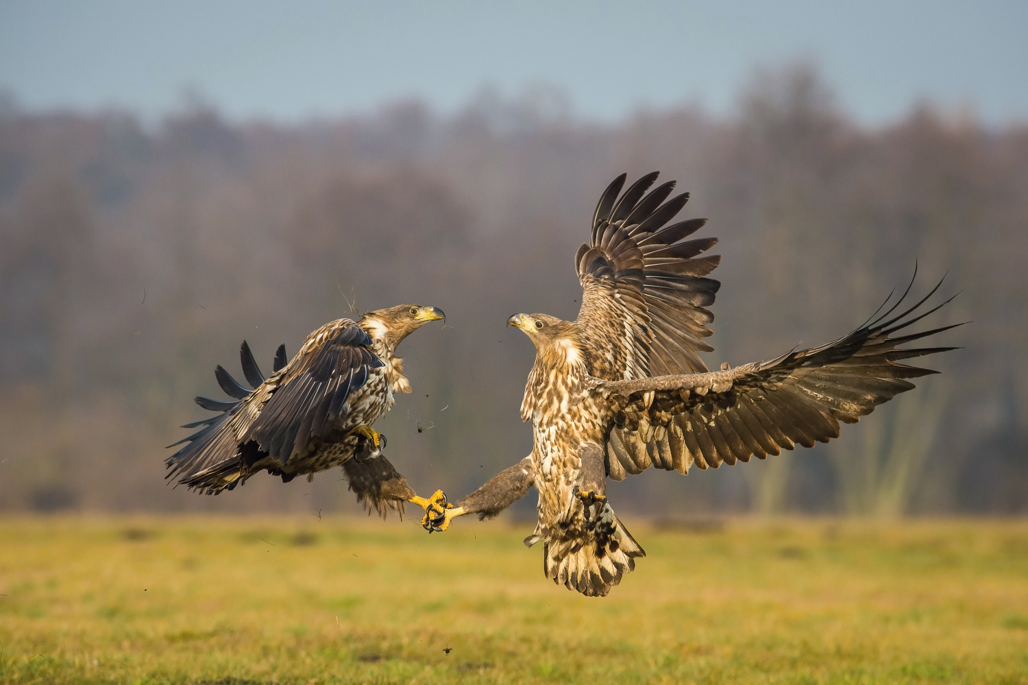 orel mořský (Haliaeetus albicilla) White-tailed eagle