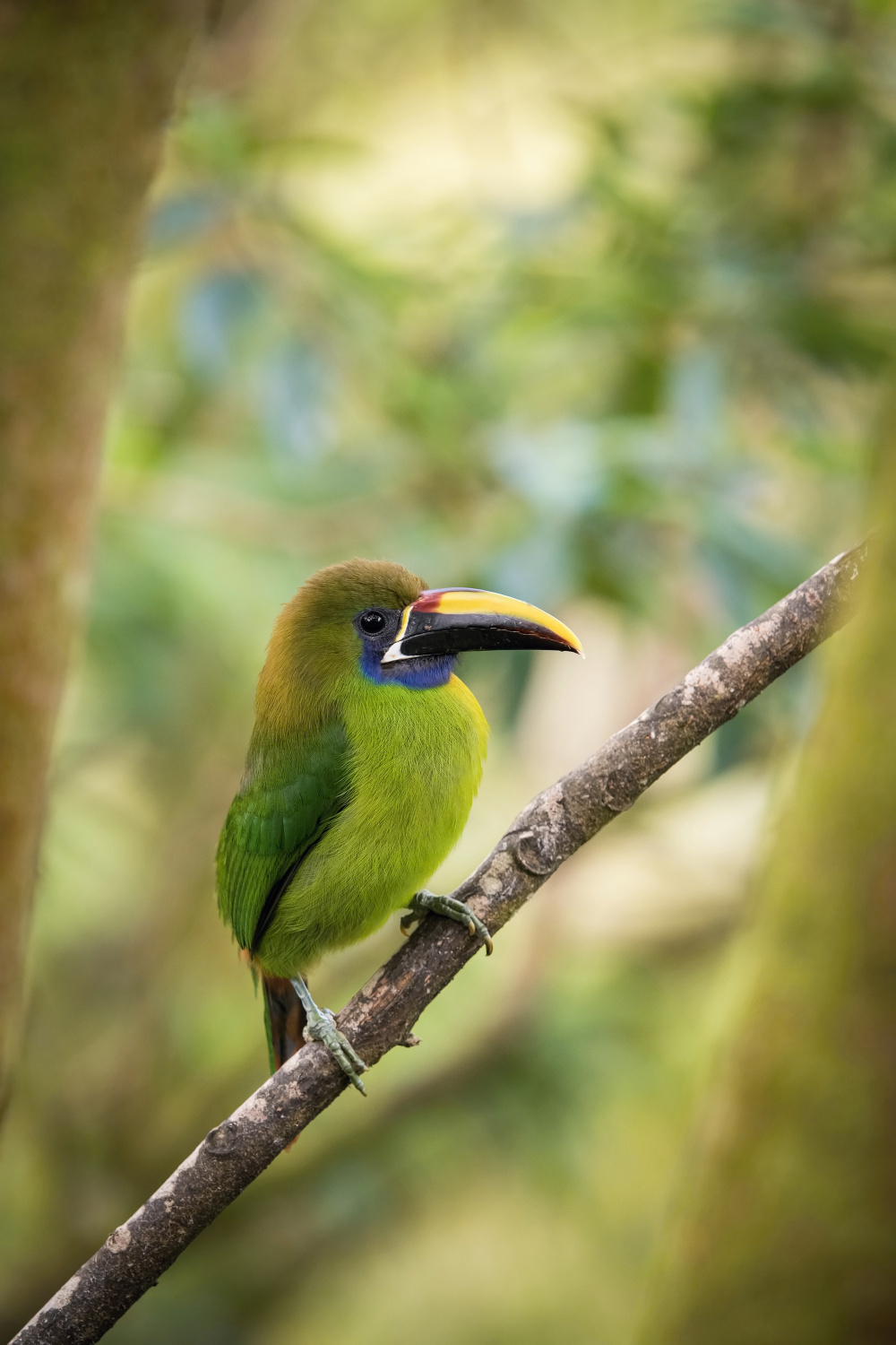 arassari smaragdový (Aulacorhynchus prasinus) Emerald toucanet