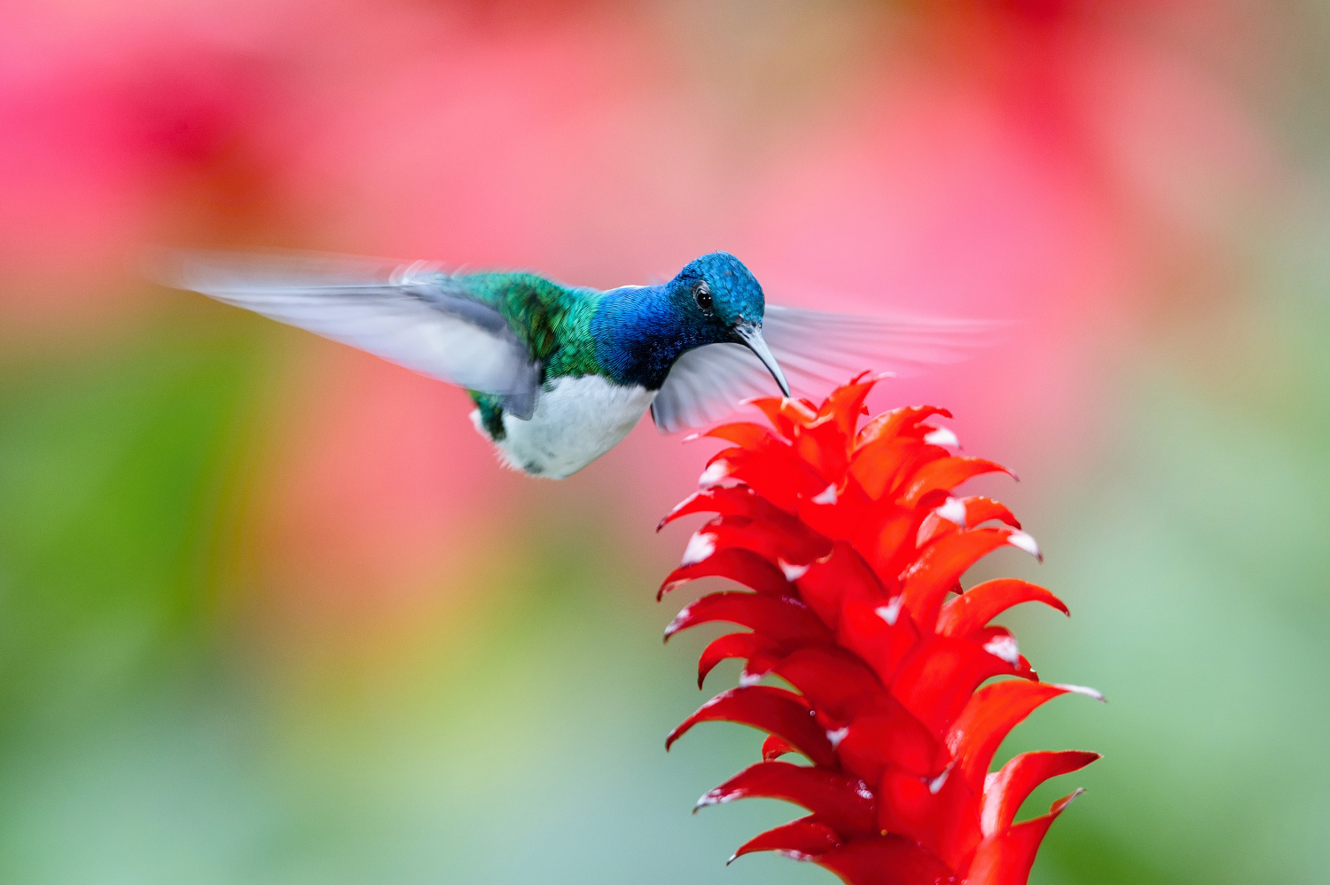 kolibřík bělokrký (Florisuga mellivora) White-necked jacobin