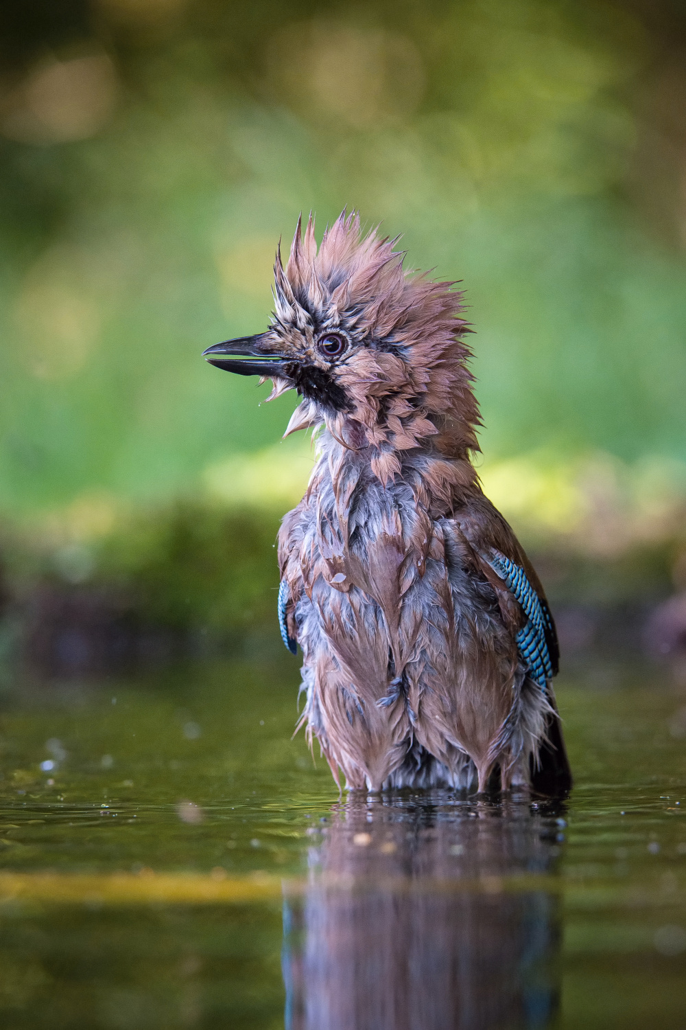 sojka obecná (Garrulus glandarius) Eurasian jay