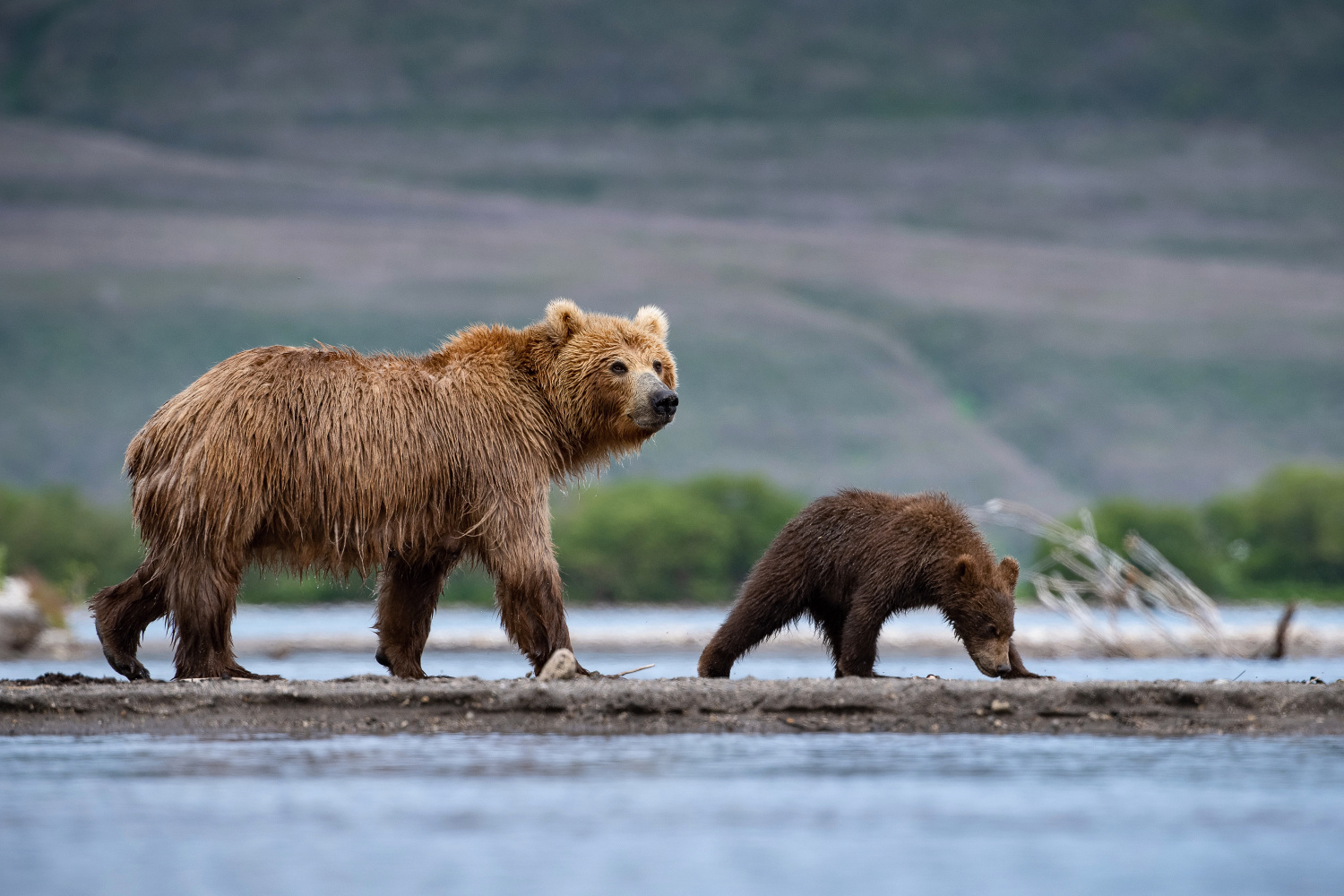 medvěd hnědý kamčatský (Ursus arctos beringianus) Kamchatka brown bear