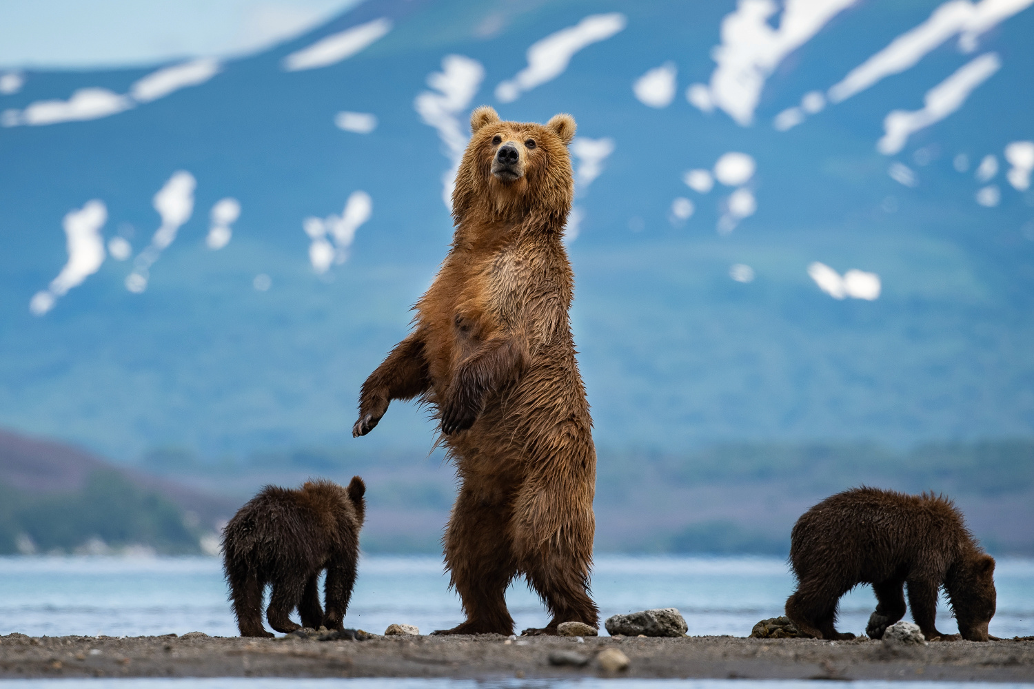 medvěd hnědý kamčatský (Ursus arctos beringianus) Kamchatka brown bear