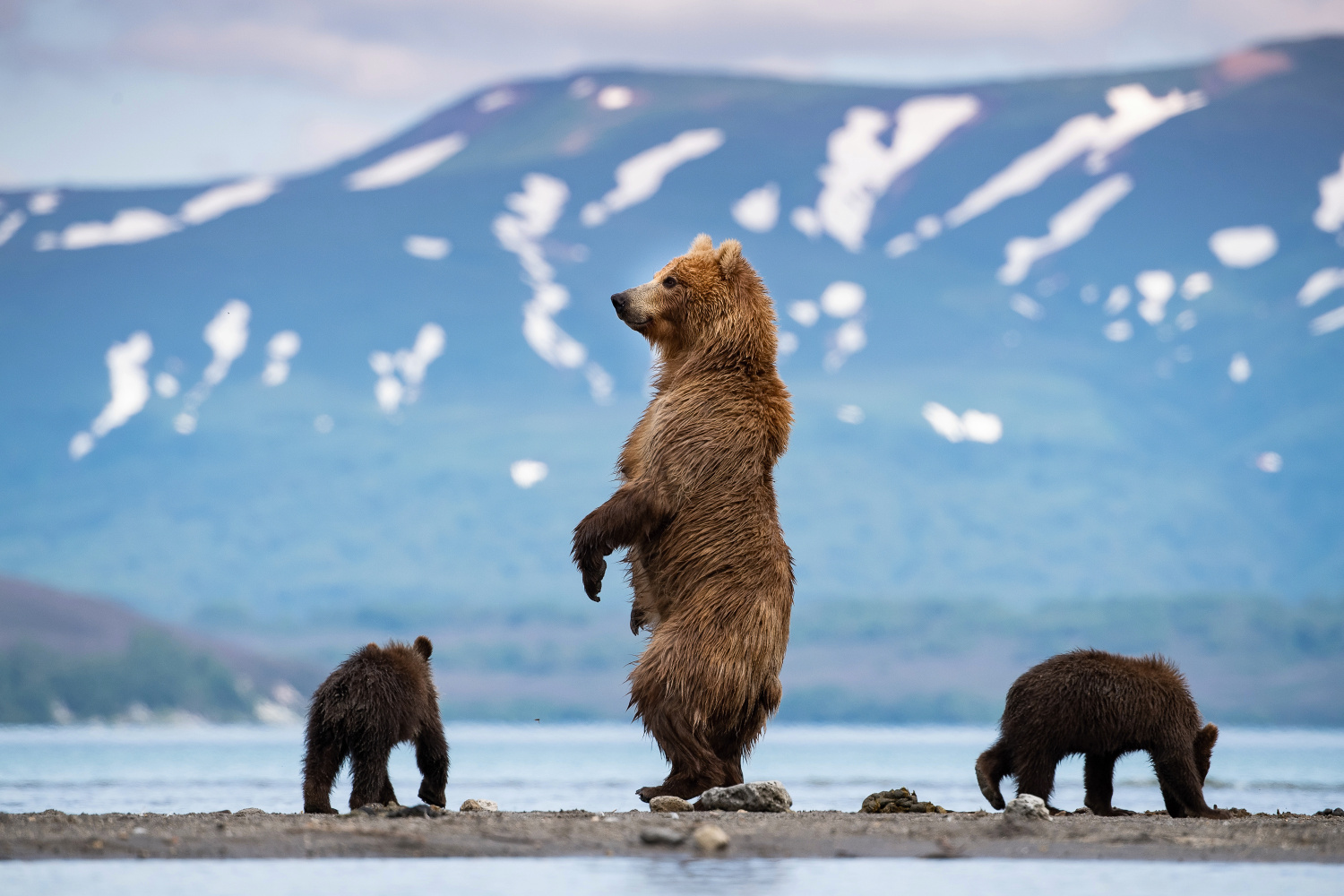 medvěd hnědý kamčatský (Ursus arctos beringianus) Kamchatka brown bear