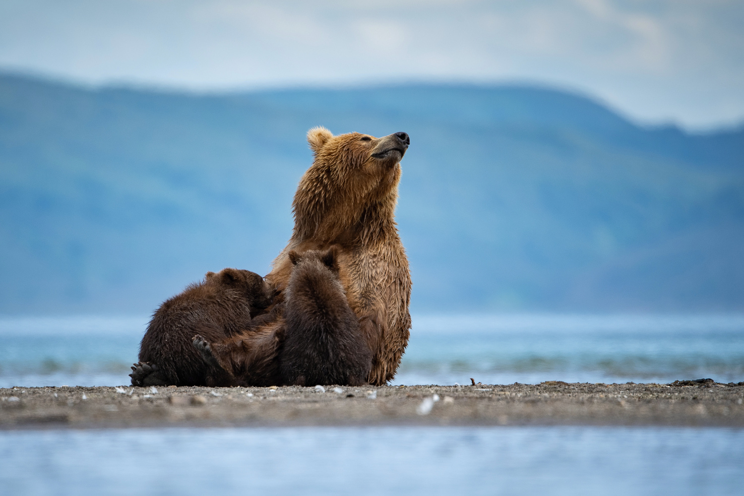 medvěd hnědý kamčatský (Ursus arctos beringianus) Kamchatka brown bear