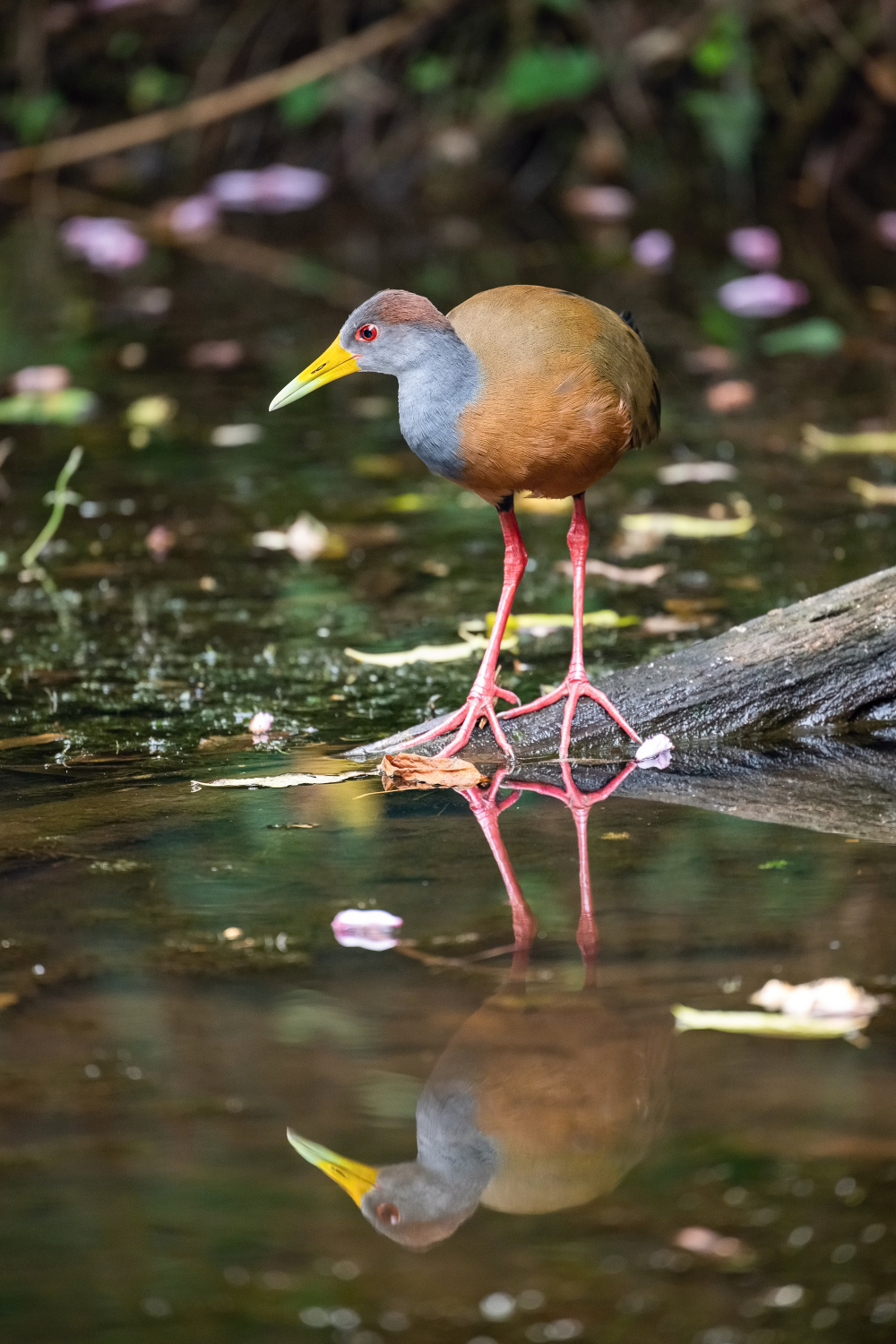 chřástal guyanský (Aramides cajaneus) Grey-necked wood rail