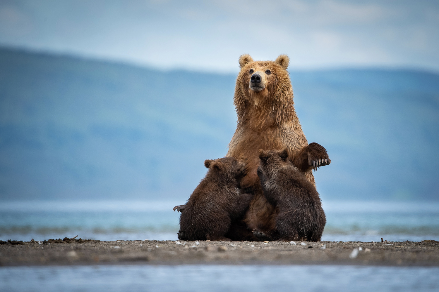 medvěd hnědý kamčatský (Ursus arctos beringianus) Kamchatka brown bear