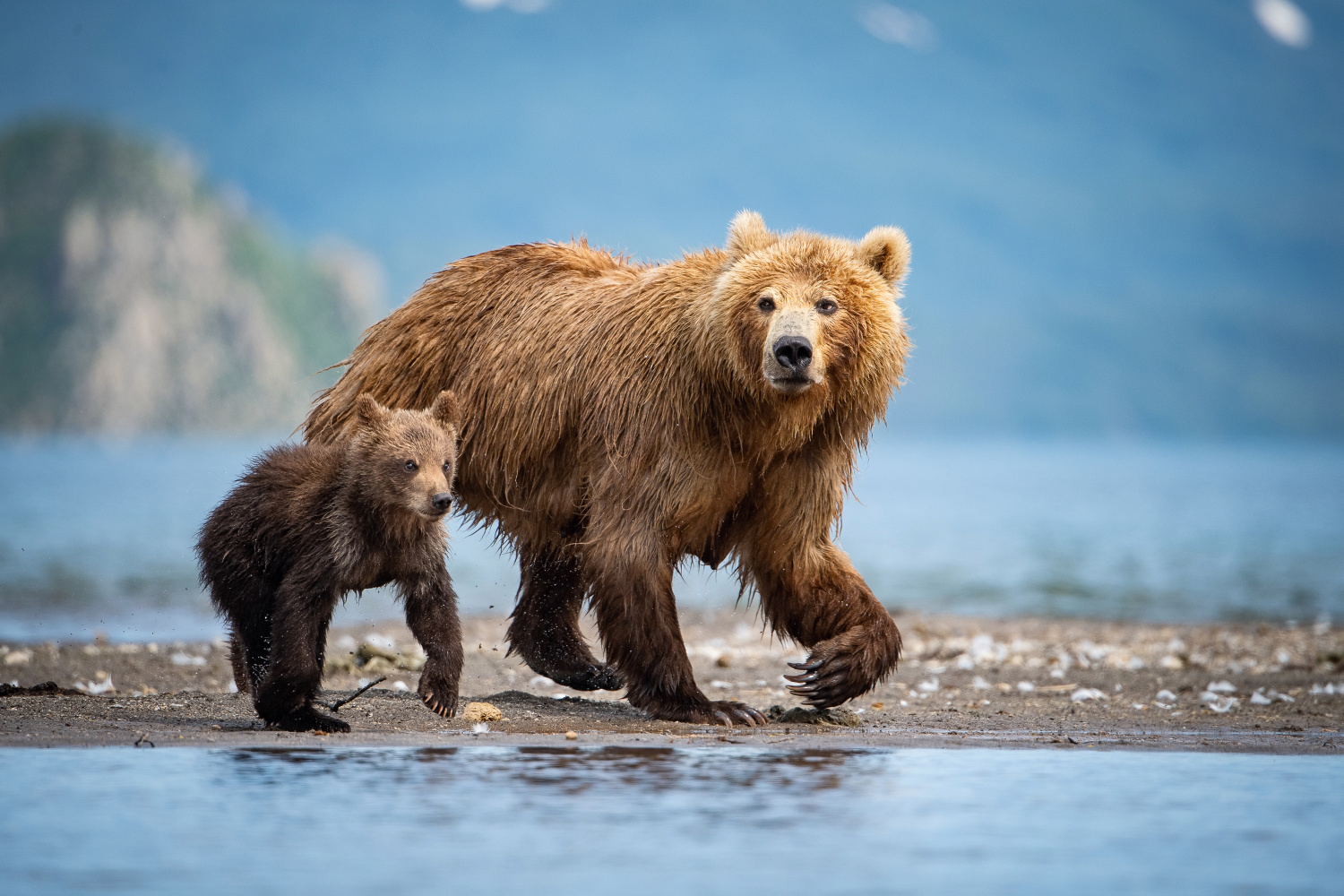 medvěd hnědý kamčatský (Ursus arctos beringianus) Kamchatka brown bear