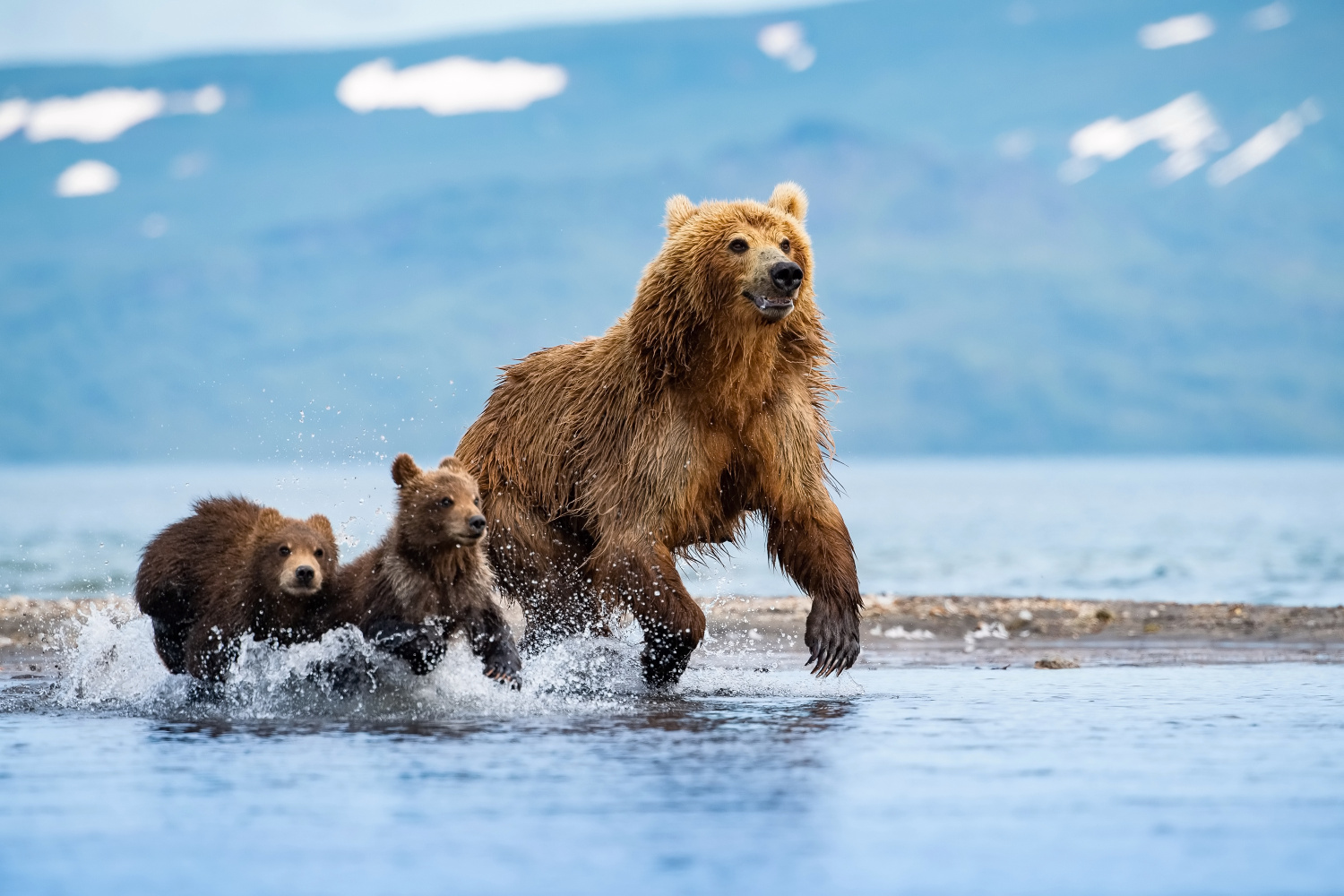 medvěd hnědý kamčatský (Ursus arctos beringianus) Kamchatka brown bear