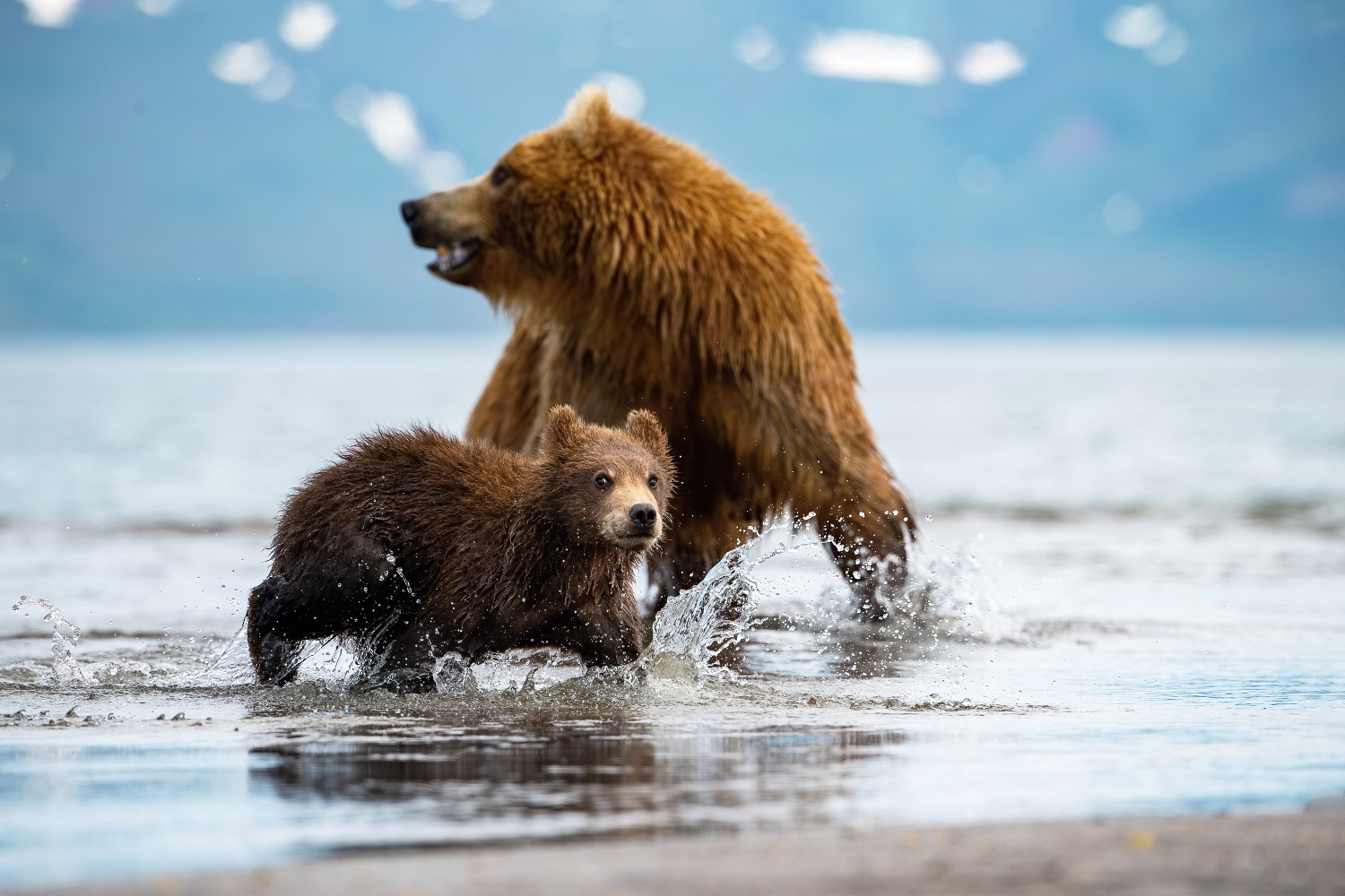 medvěd hnědý kamčatský (Ursus arctos beringianus) Kamchatka brown bear