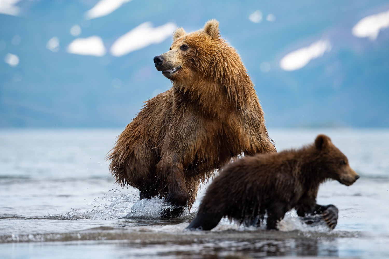 medvěd hnědý kamčatský (Ursus arctos beringianus) Kamchatka brown bear