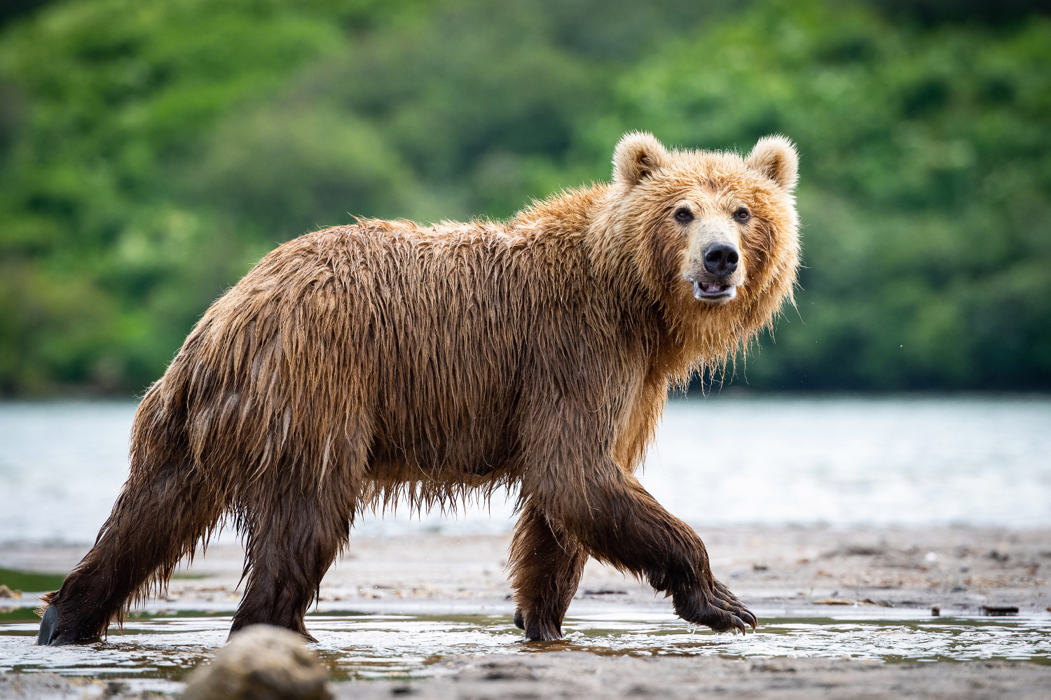 medvěd hnědý kamčatský (Ursus arctos beringianus) Kamchatka brown bear