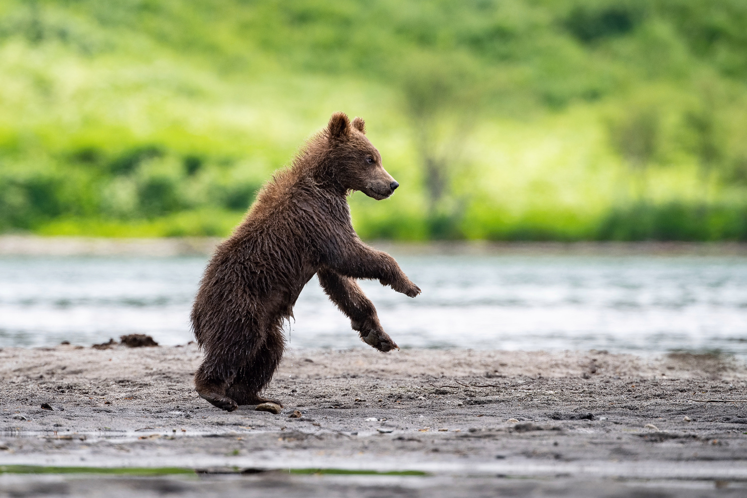 medvěd hnědý kamčatský (Ursus arctos beringianus) Kamchatka brown bear