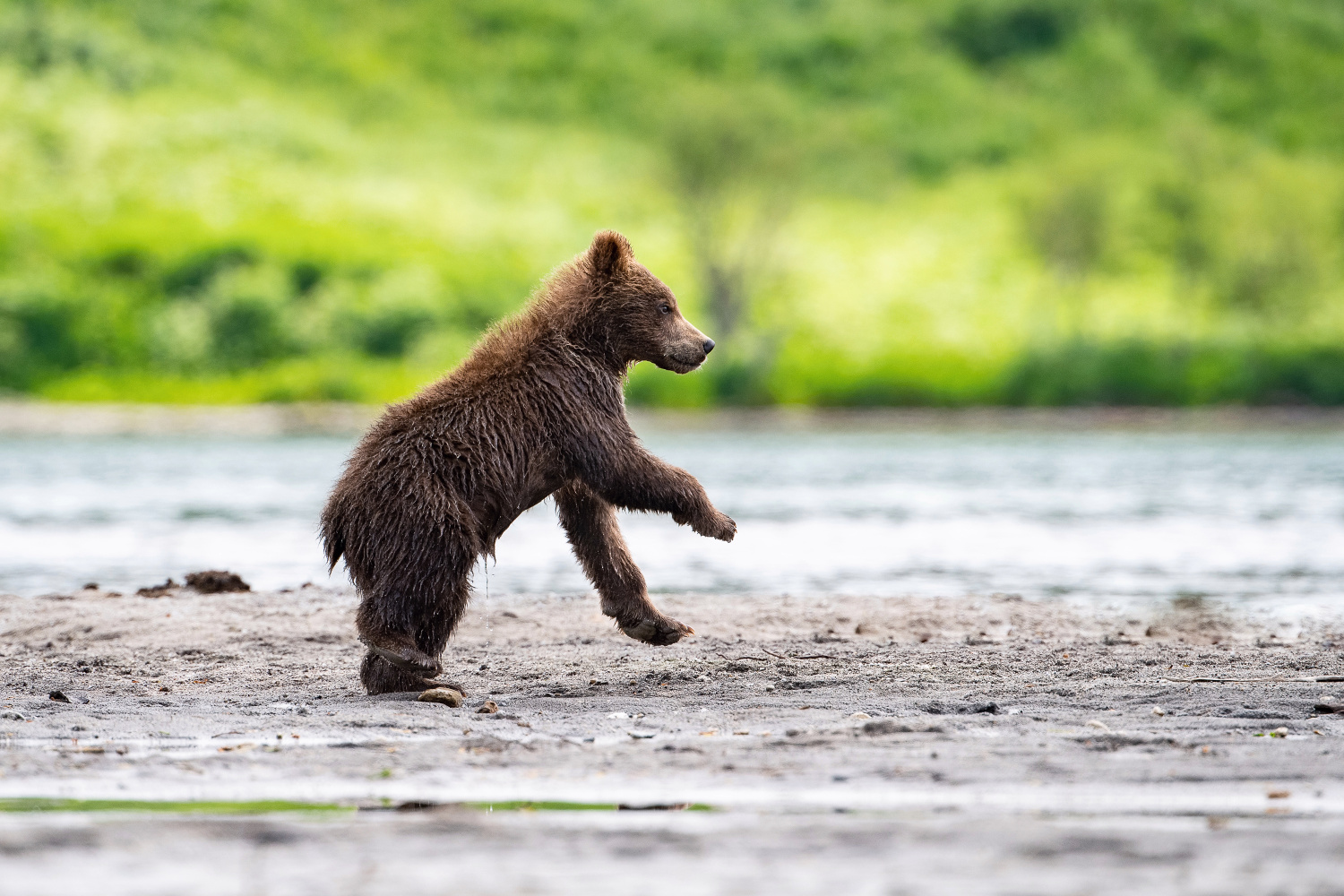 medvěd hnědý kamčatský (Ursus arctos beringianus) Kamchatka brown bear