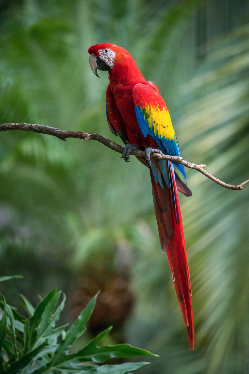 ara arakanga (Ara Macao) Scarlet macaw