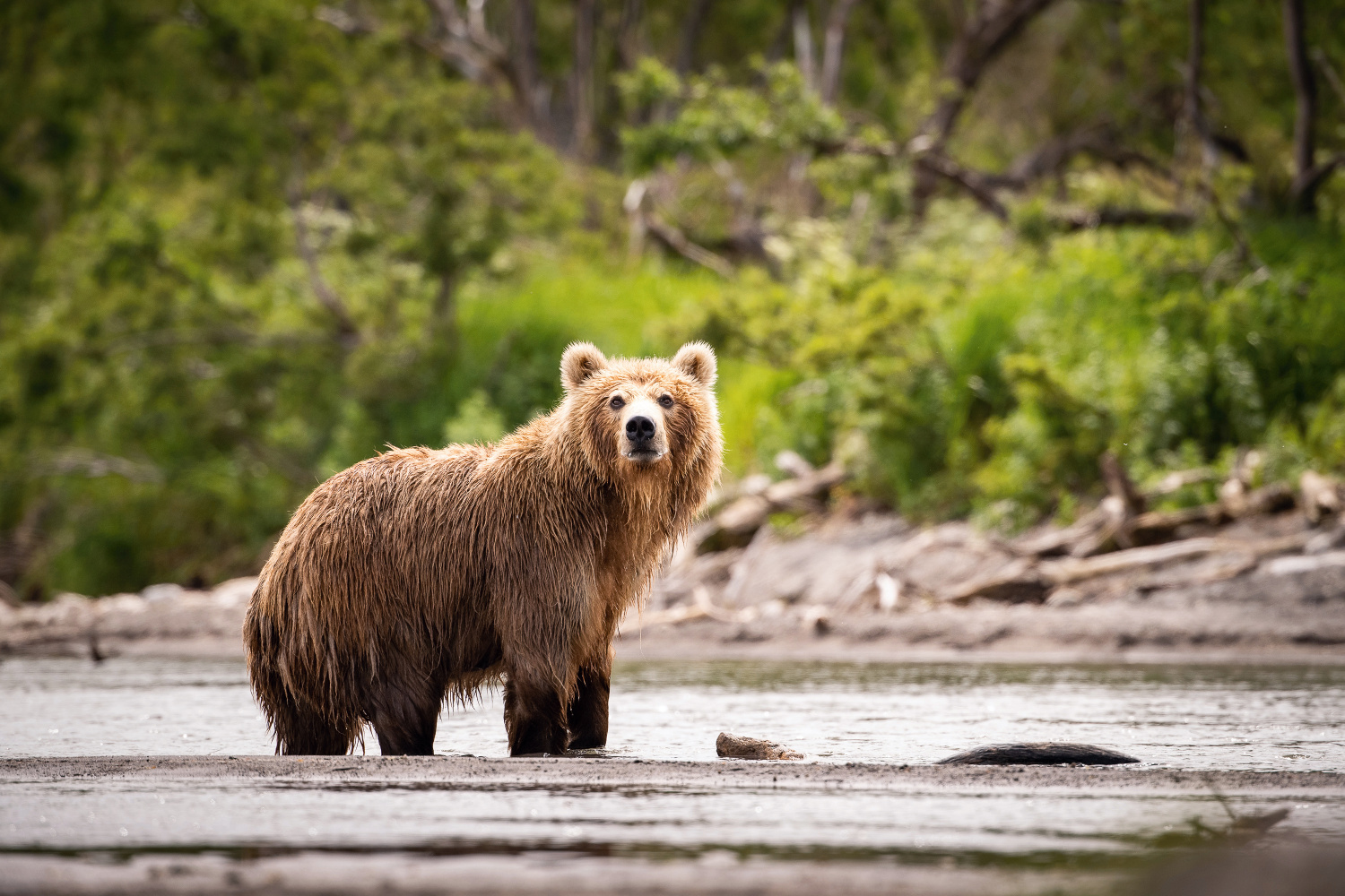 medvěd hnědý kamčatský (Ursus arctos beringianus) Kamchatka brown bear