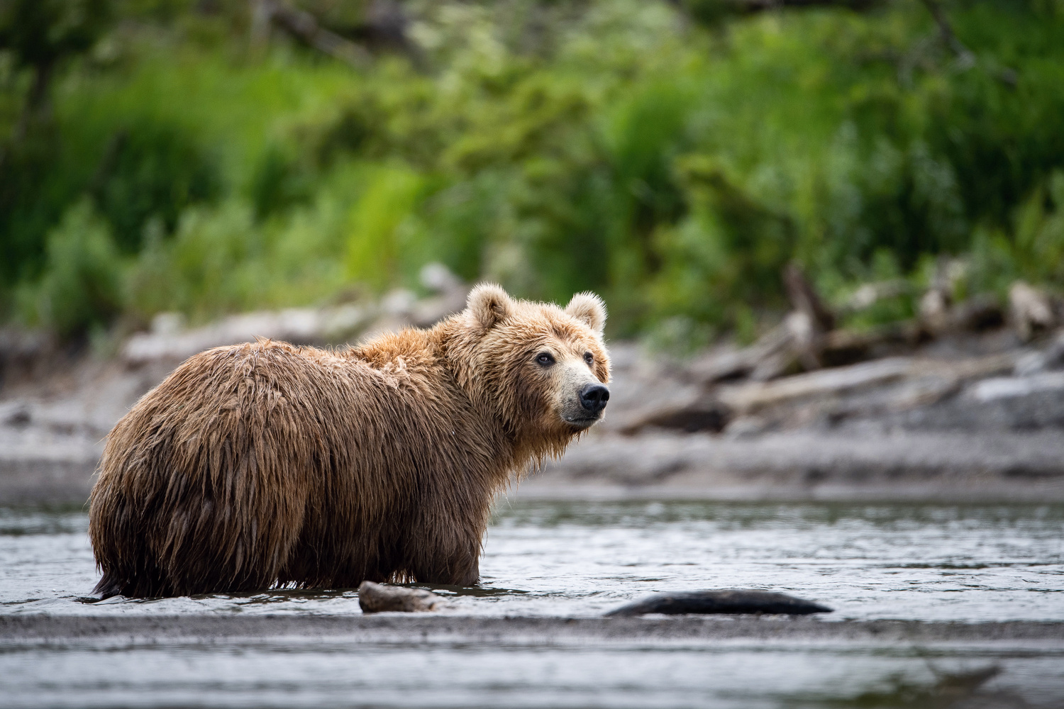 medvěd hnědý kamčatský (Ursus arctos beringianus) Kamchatka brown bear