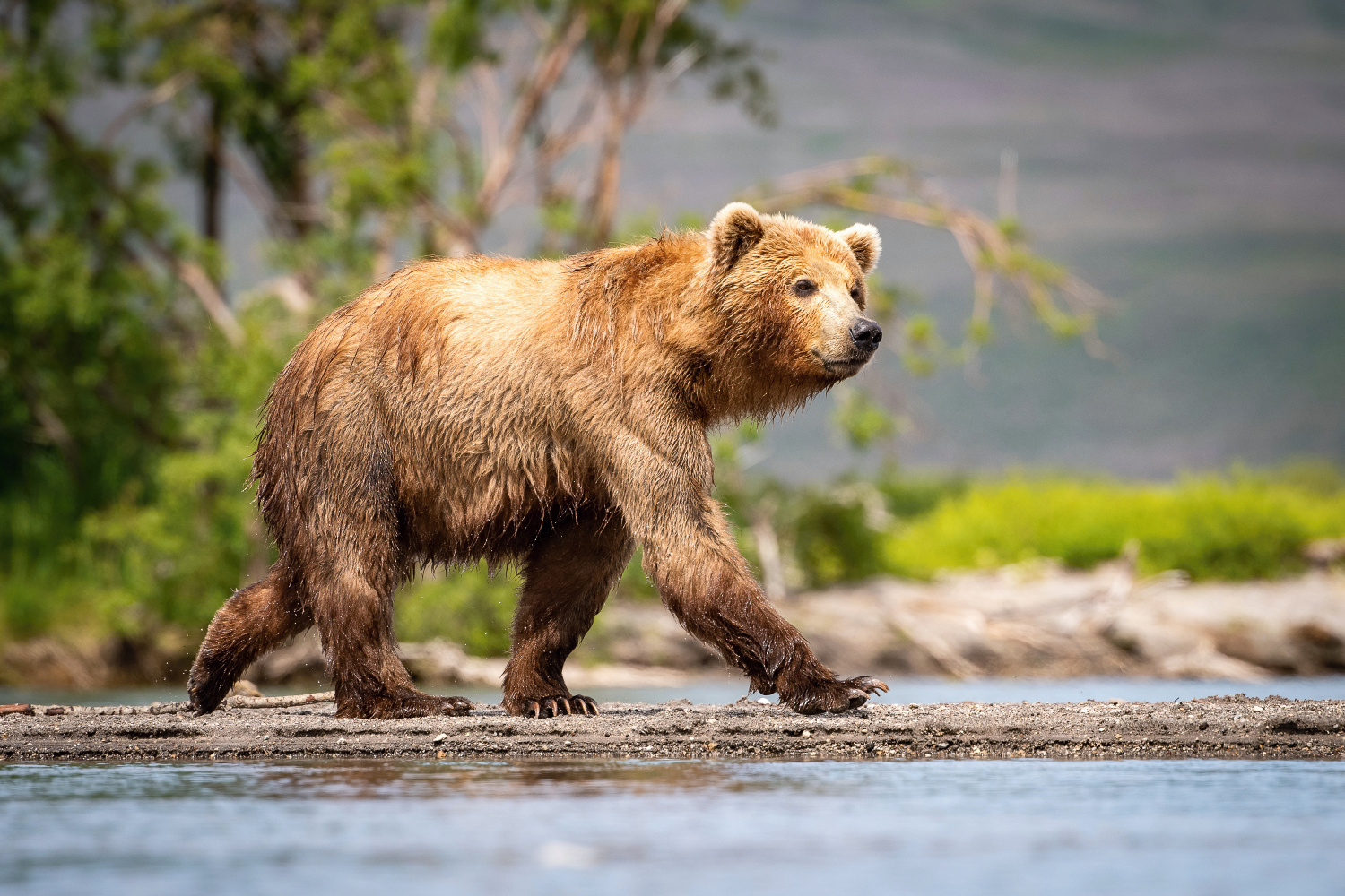 medvěd hnědý kamčatský (Ursus arctos beringianus) Kamchatka brown bear