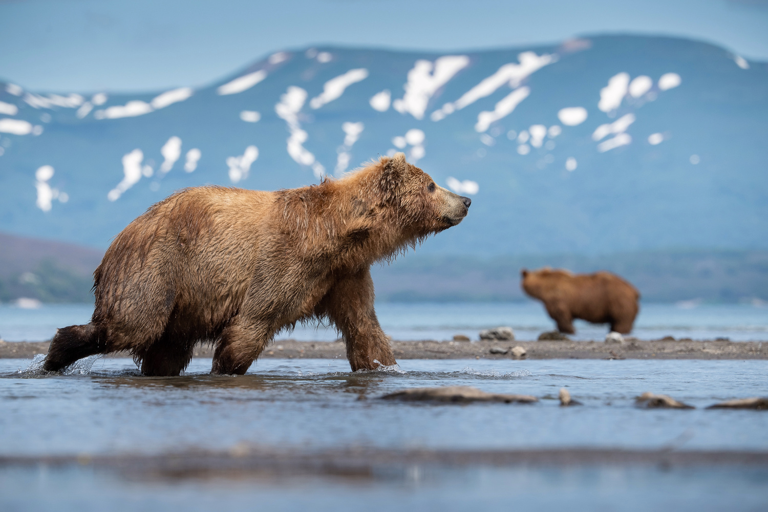 medvěd hnědý kamčatský (Ursus arctos beringianus) Kamchatka brown bear