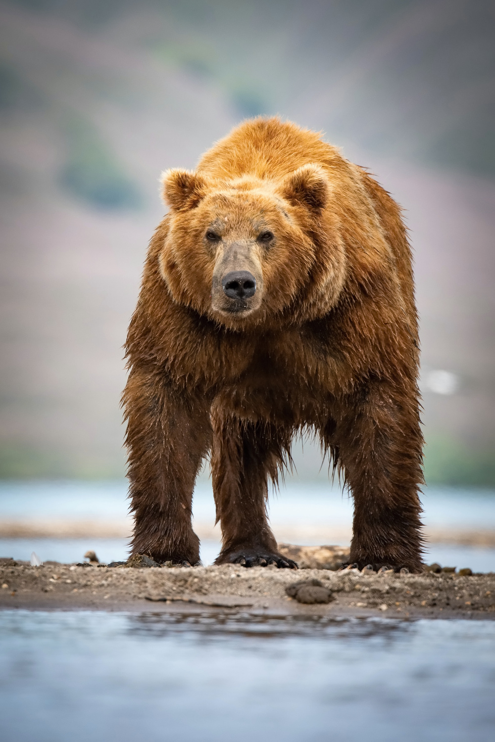 medvěd hnědý kamčatský (Ursus arctos beringianus) Kamchatka brown bear