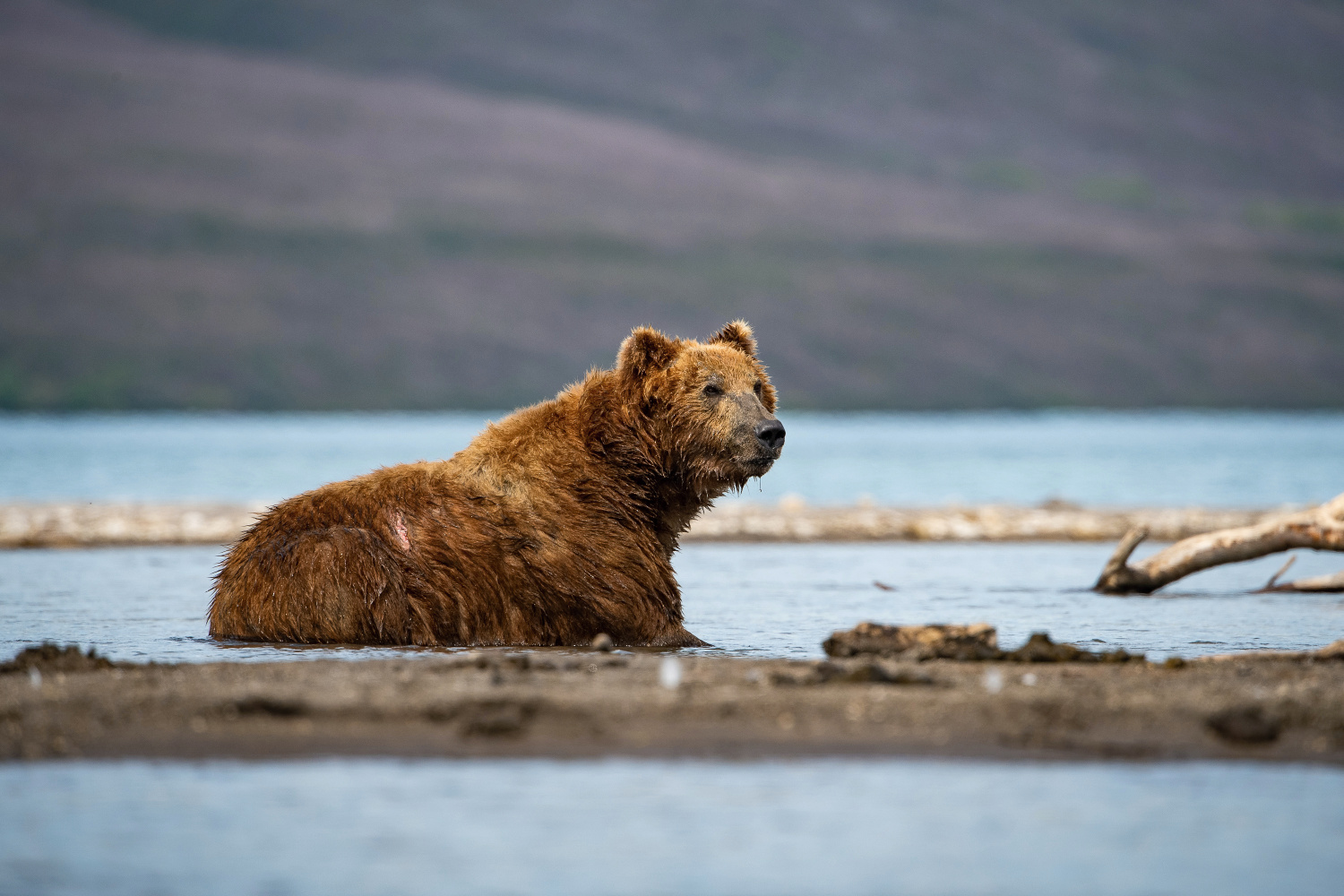 medvěd hnědý kamčatský (Ursus arctos beringianus) Kamchatka brown bear