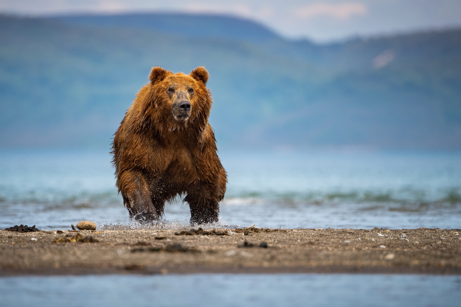 medvěd hnědý kamčatský (Ursus arctos beringianus) Kamchatka brown bear