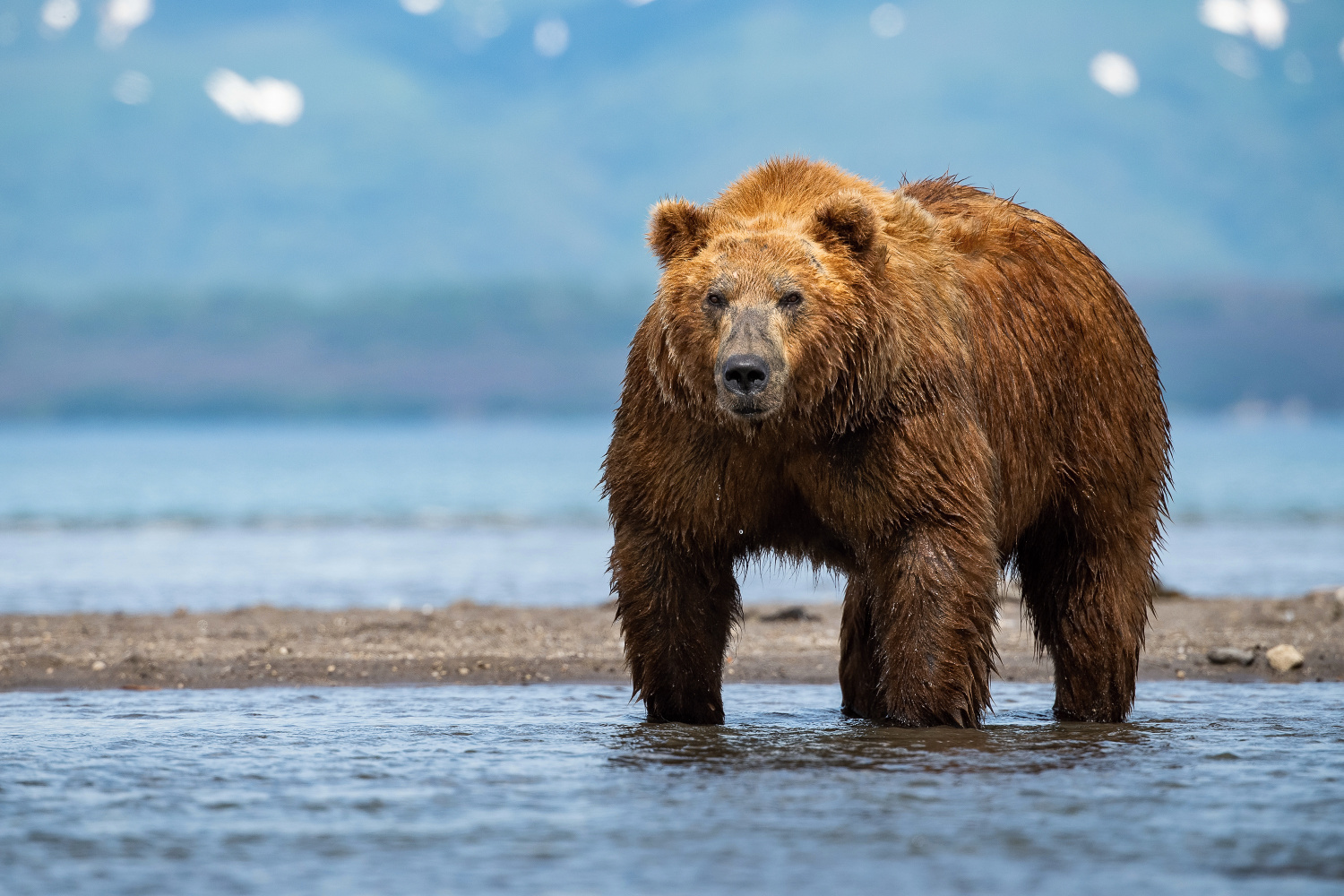 medvěd hnědý kamčatský (Ursus arctos beringianus) Kamchatka brown bear