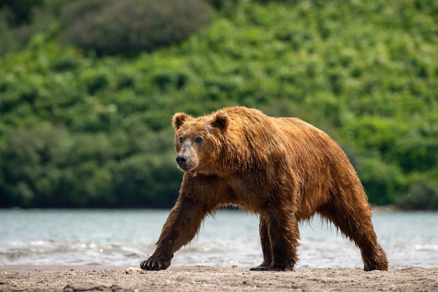 medvěd hnědý kamčatský (Ursus arctos beringianus) Kamchatka brown bear