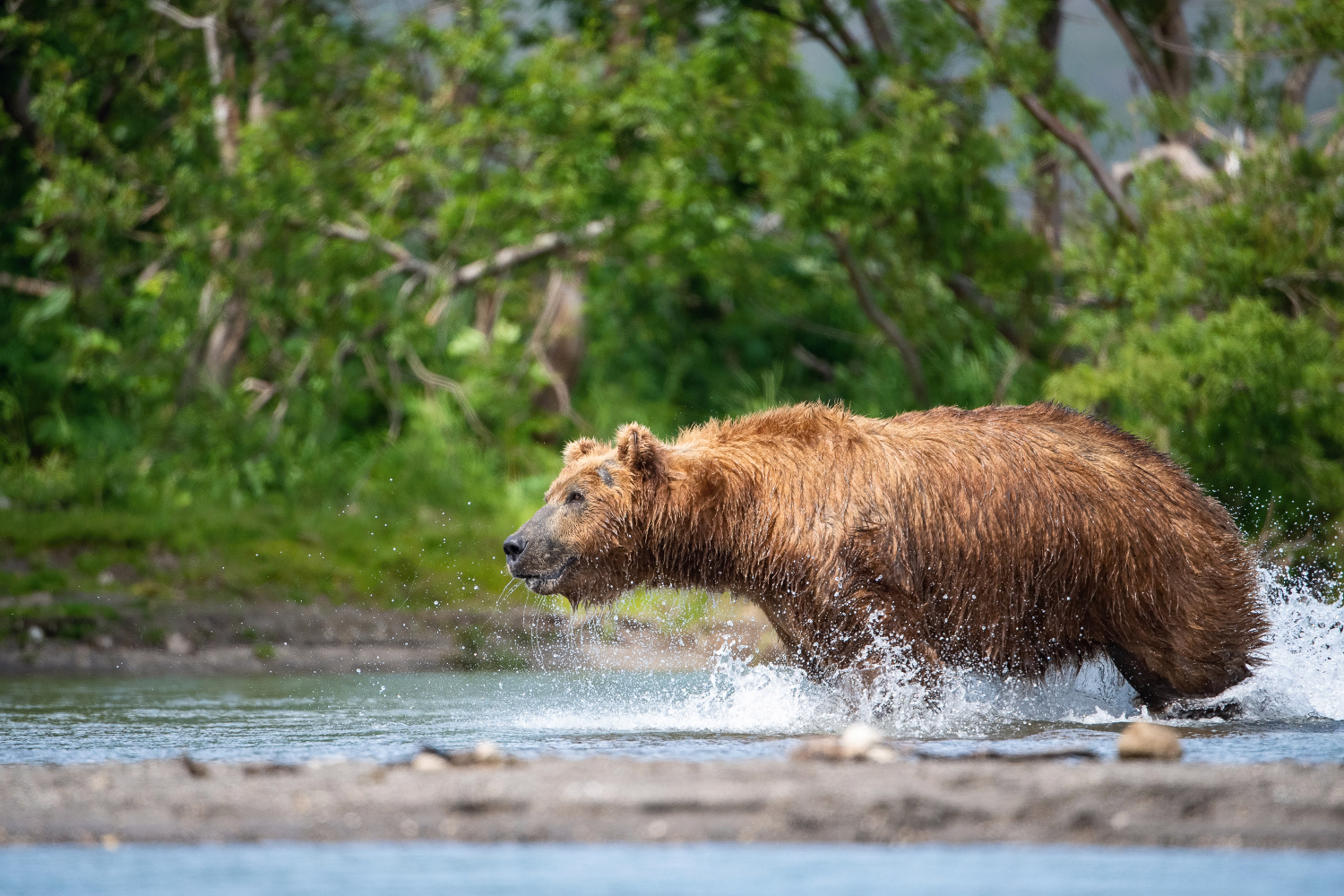 medvěd hnědý kamčatský (Ursus arctos beringianus) Kamchatka brown bear