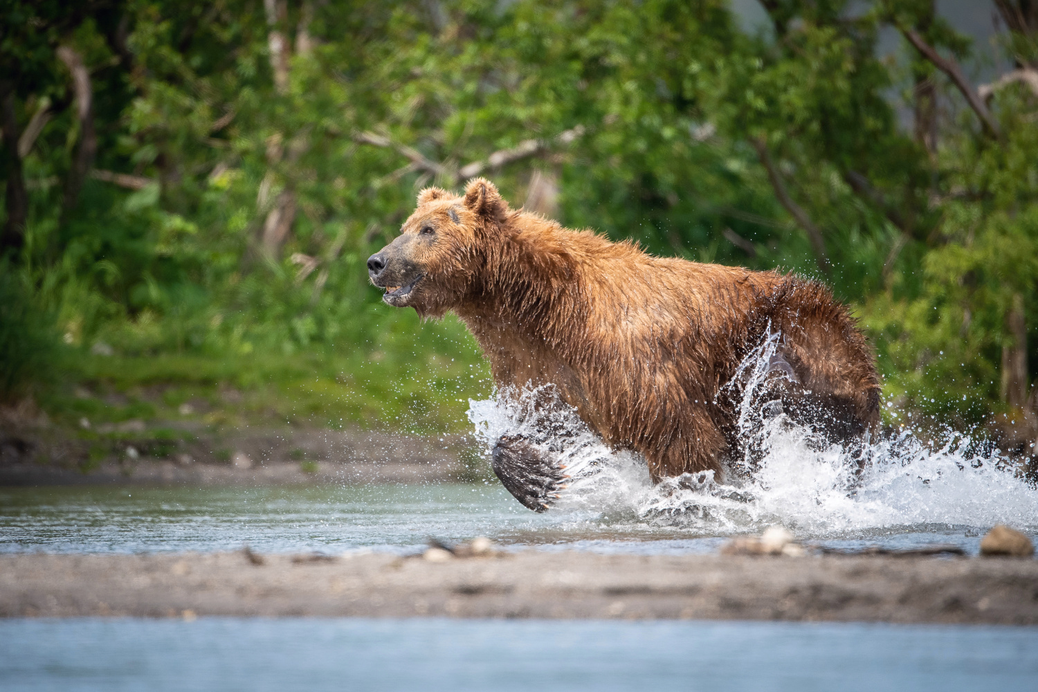 medvěd hnědý kamčatský (Ursus arctos beringianus) Kamchatka brown bear