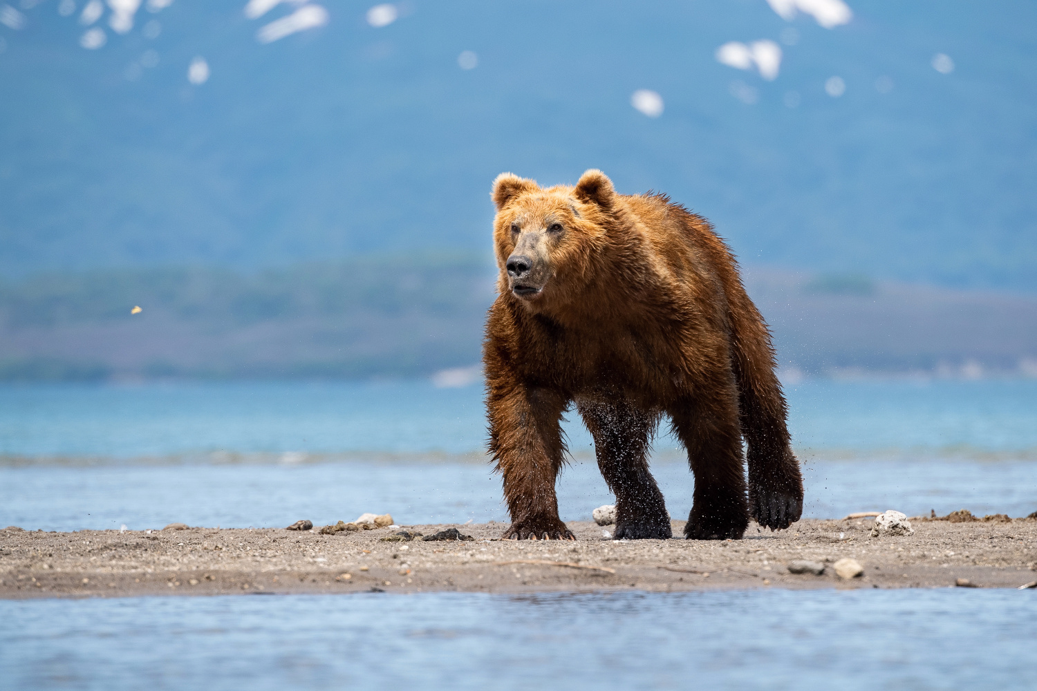 medvěd hnědý kamčatský (Ursus arctos beringianus) Kamchatka brown bear