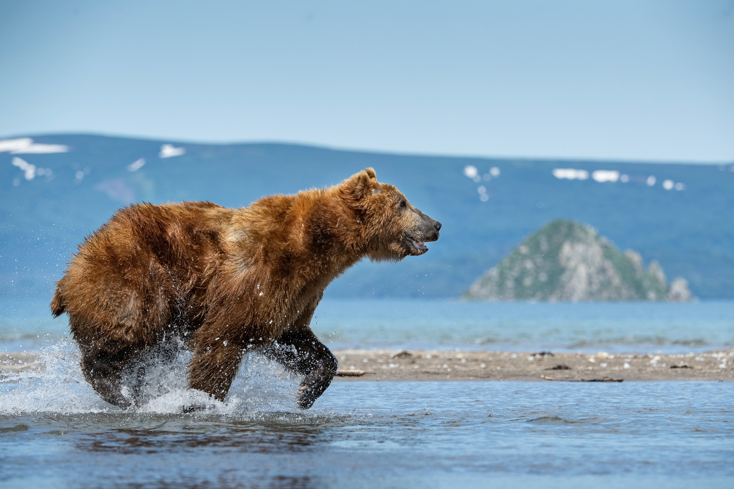 medvěd hnědý kamčatský (Ursus arctos beringianus) Kamchatka brown bear