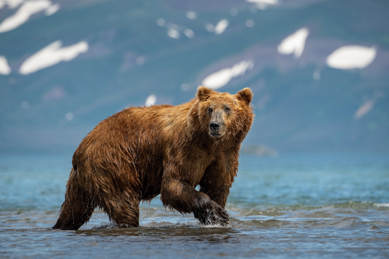 medvěd hnědý kamčatský (Ursus arctos beringianus) Kamchatka brown bear