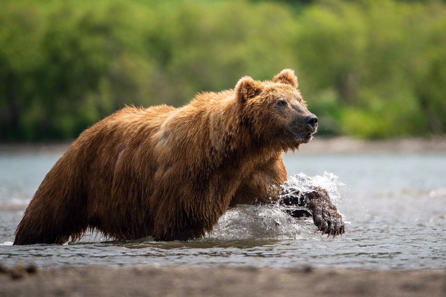 medvěd hnědý kamčatský (Ursus arctos beringianus) Kamchatka brown bear