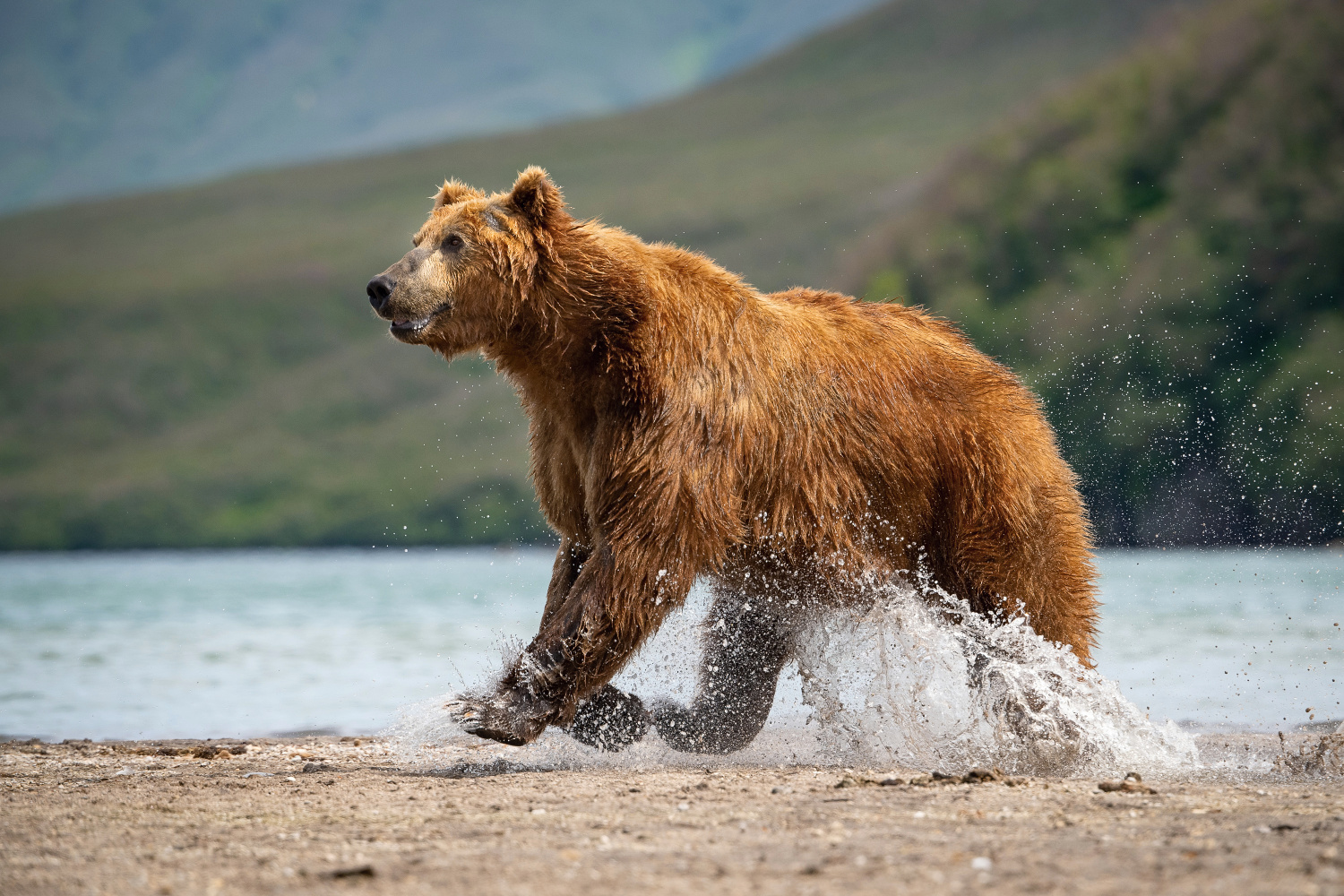 medvěd hnědý kamčatský (Ursus arctos beringianus) Kamchatka brown bear