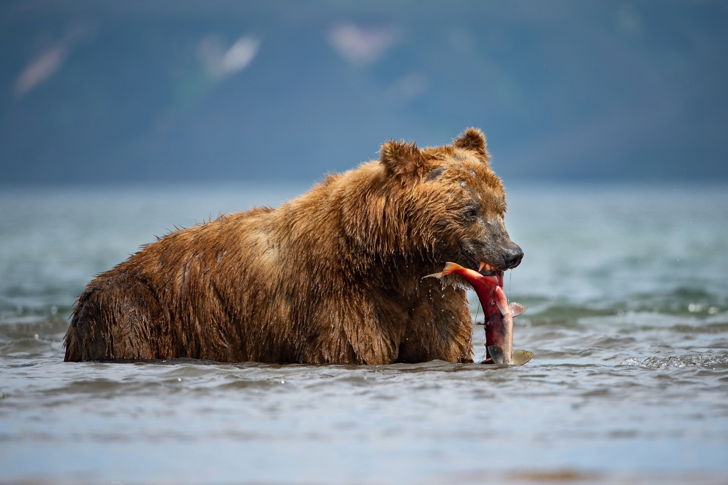 medvěd hnědý kamčatský (Ursus arctos beringianus) Kamchatka brown bear