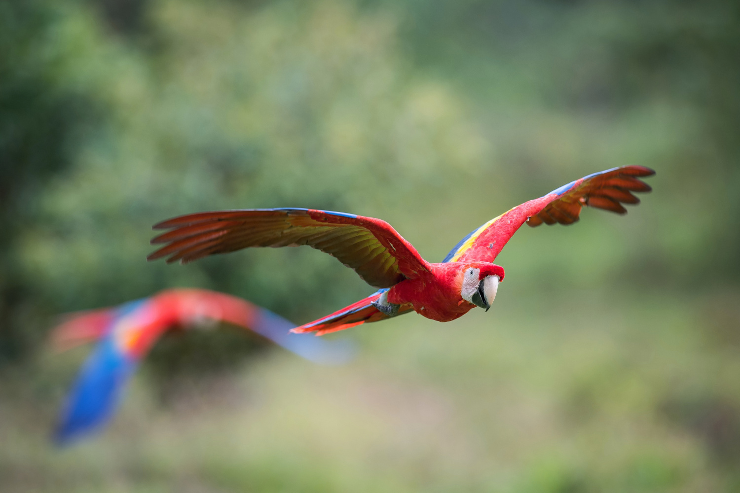 ara arakanga (Ara Macao) Scarlet macaw