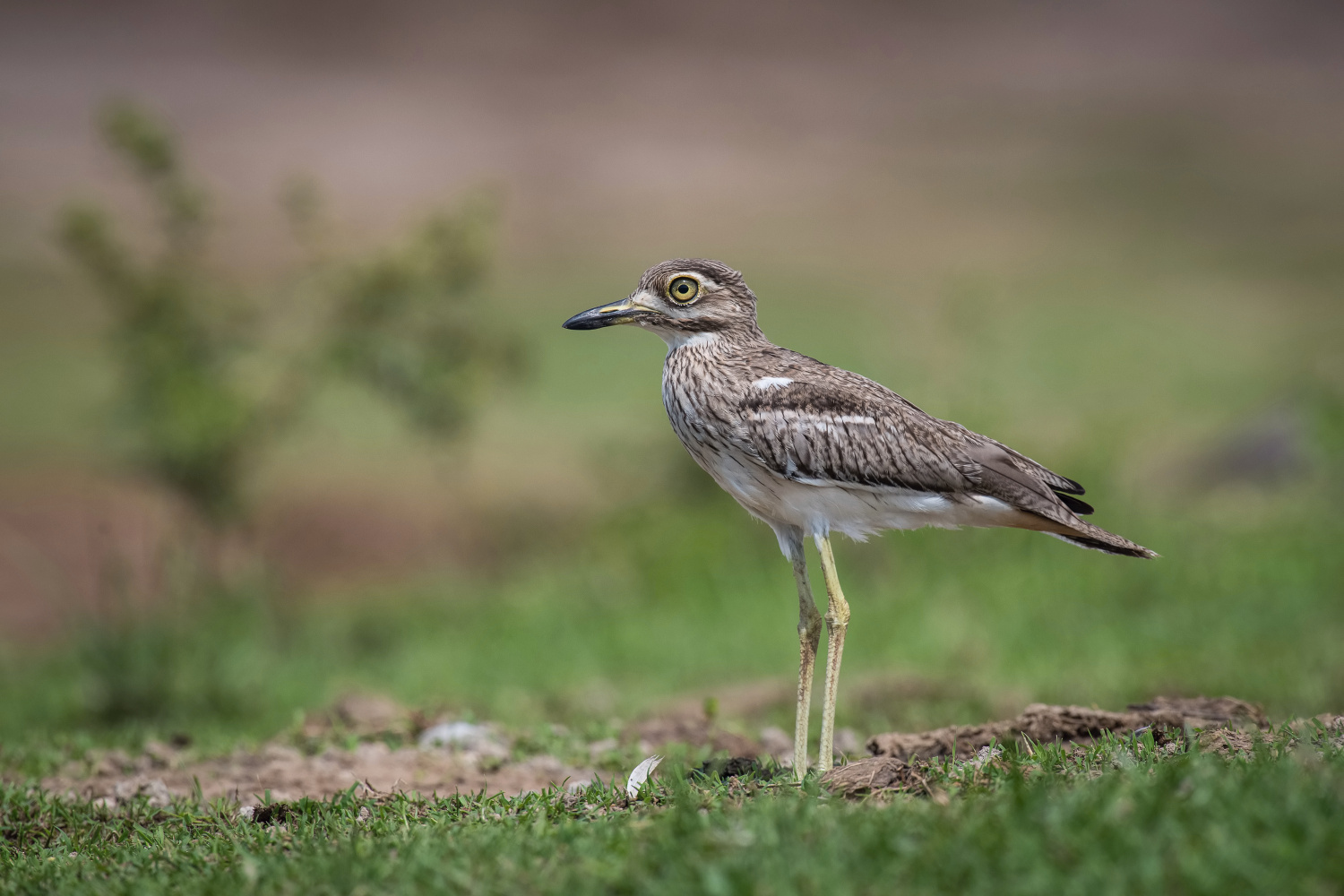 dytík tmavý (Burhinus vermiculatus) Water thick-knee