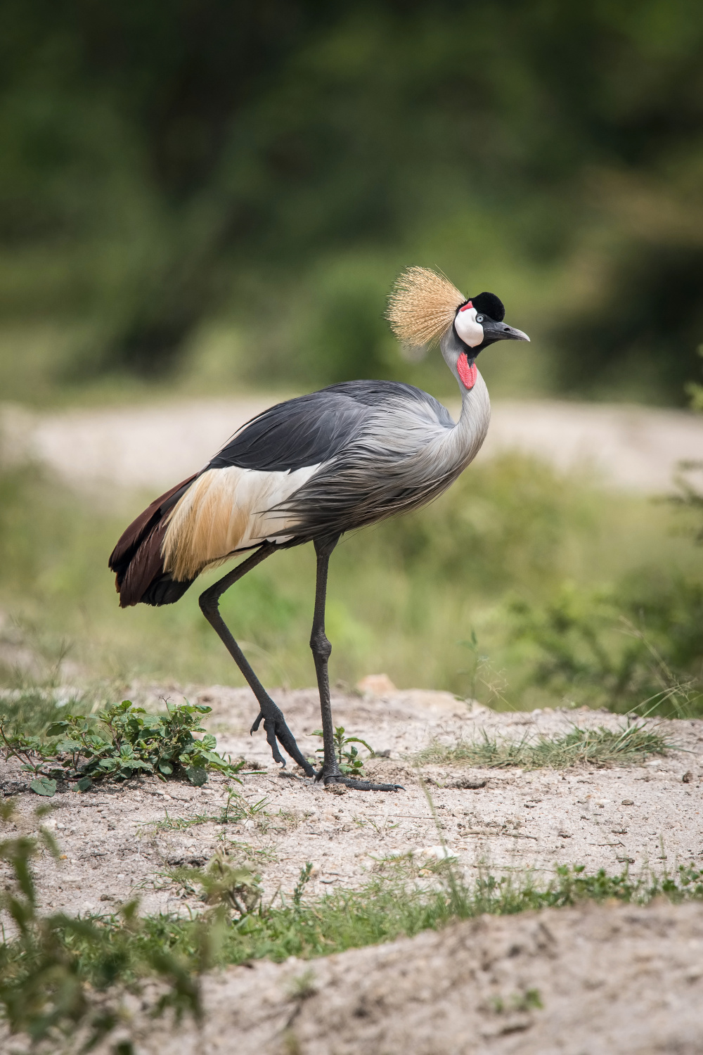 jeřáb královský (Balearica regulorum) Grey crowned crane