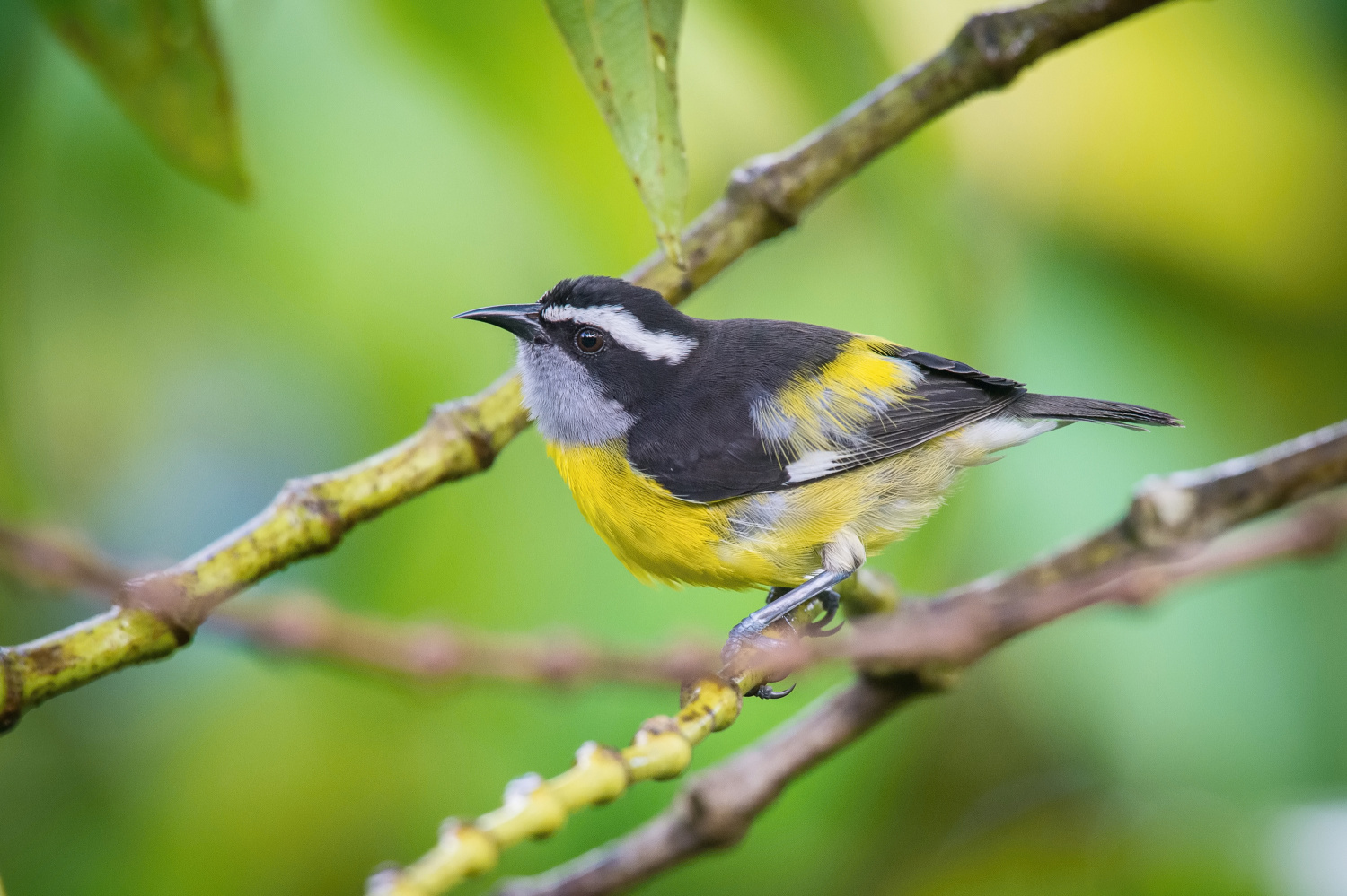 banakit americký (Coereba flaveola) Bananaquit