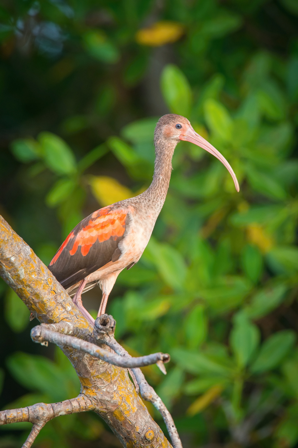 ibis rudý (Eudocimus ruber) Scarlet ibis