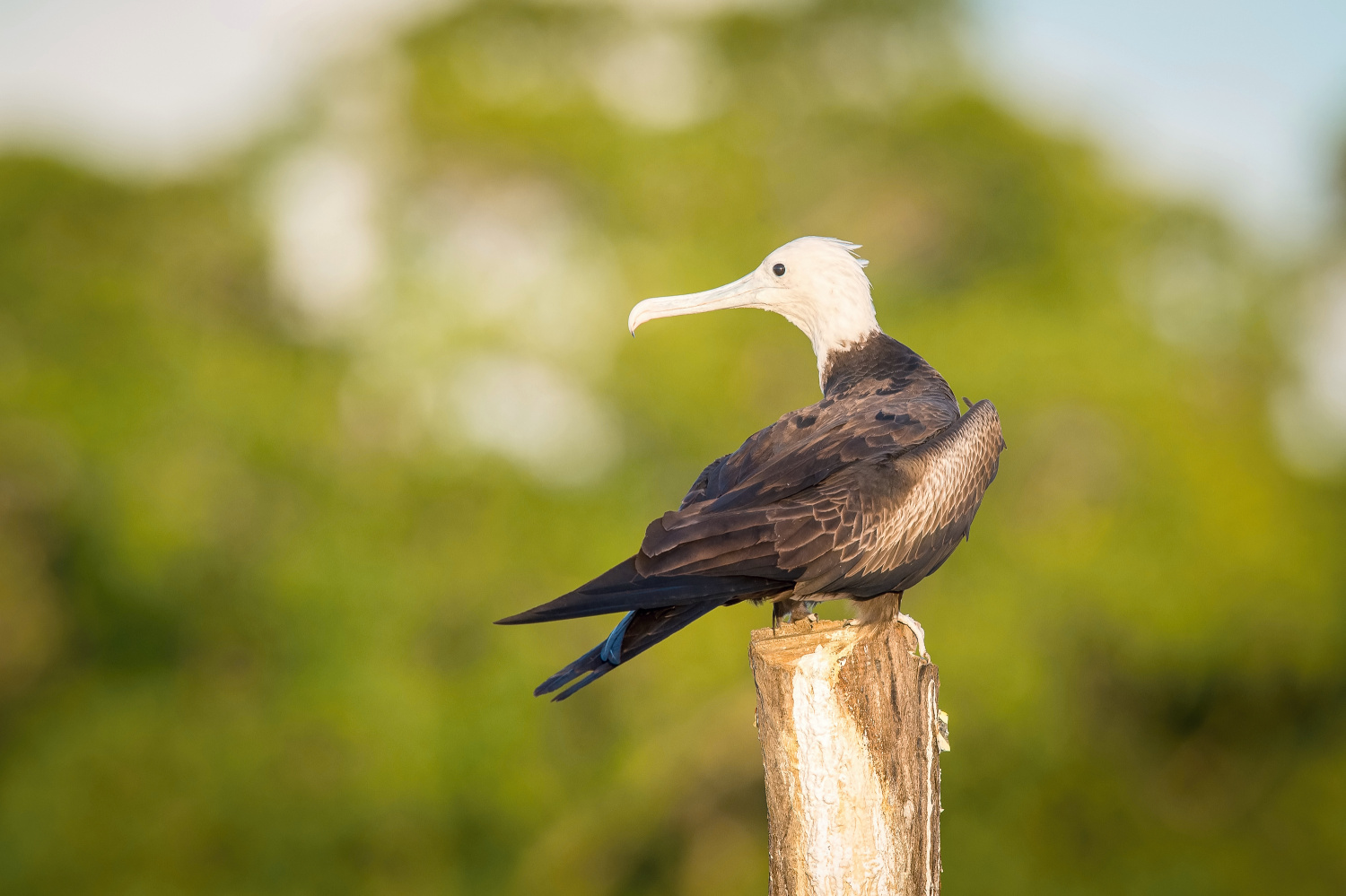 fregatka vznešená (Fregata magnificens) Magnificent frigatebird