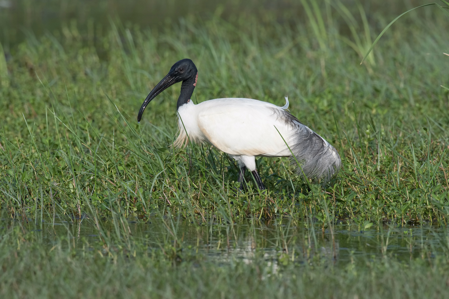 ibis černohlavý (Threskiornis melanocephalus) Black-headed ibis