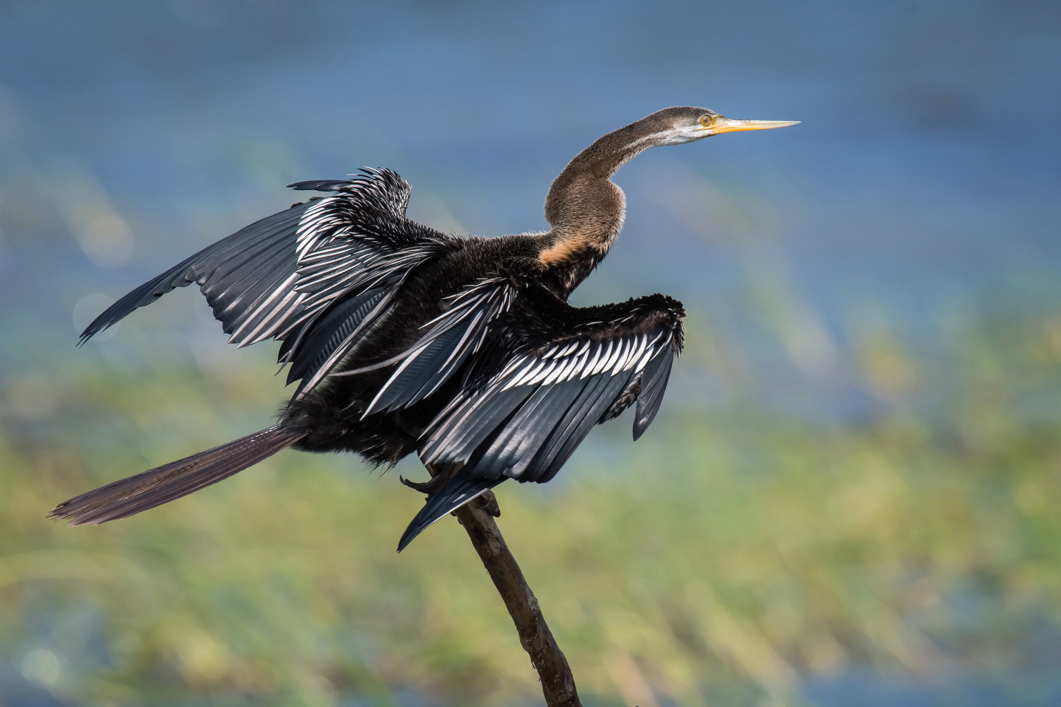 anhinga rezavá (Anhinga melanogaster) Oriental darter