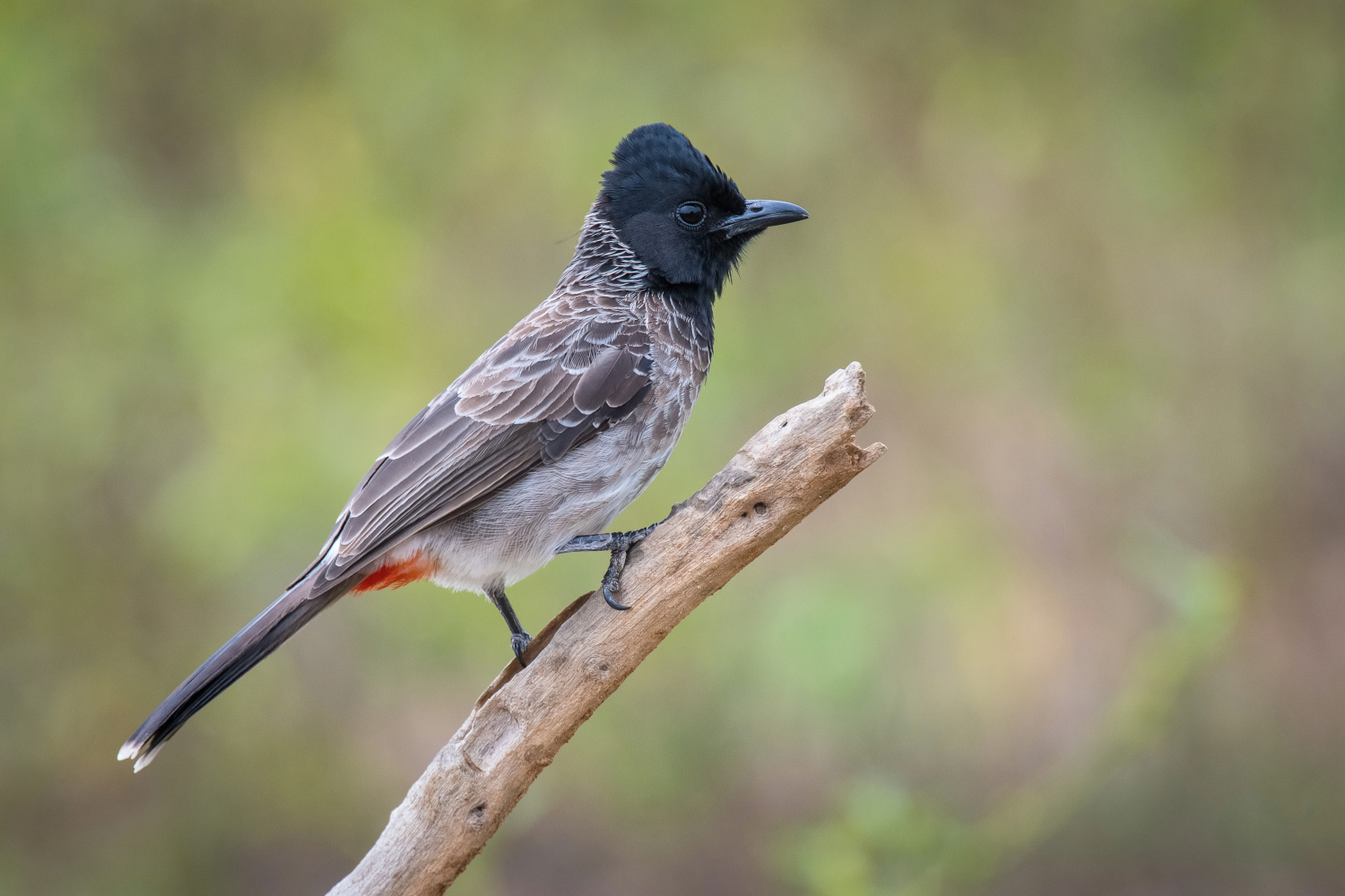 bulbul šupinkový (Pycnonotus cafer) Red-vented bulbul