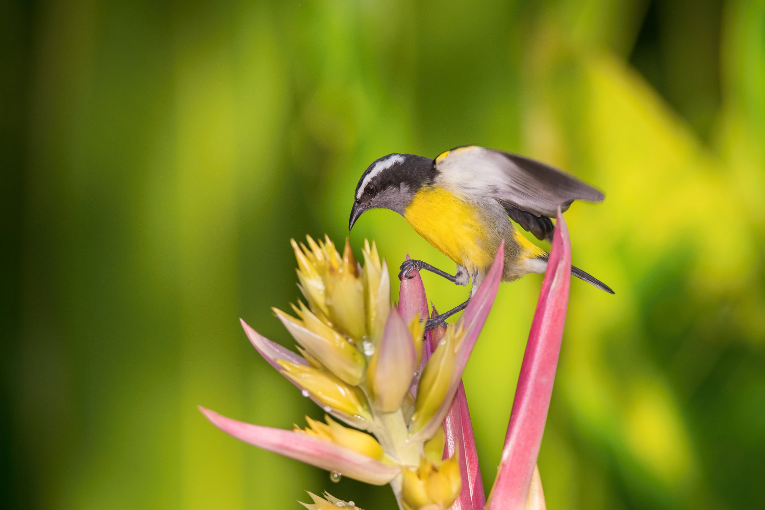 banakit americký (Coereba flaveola) Bananaquit