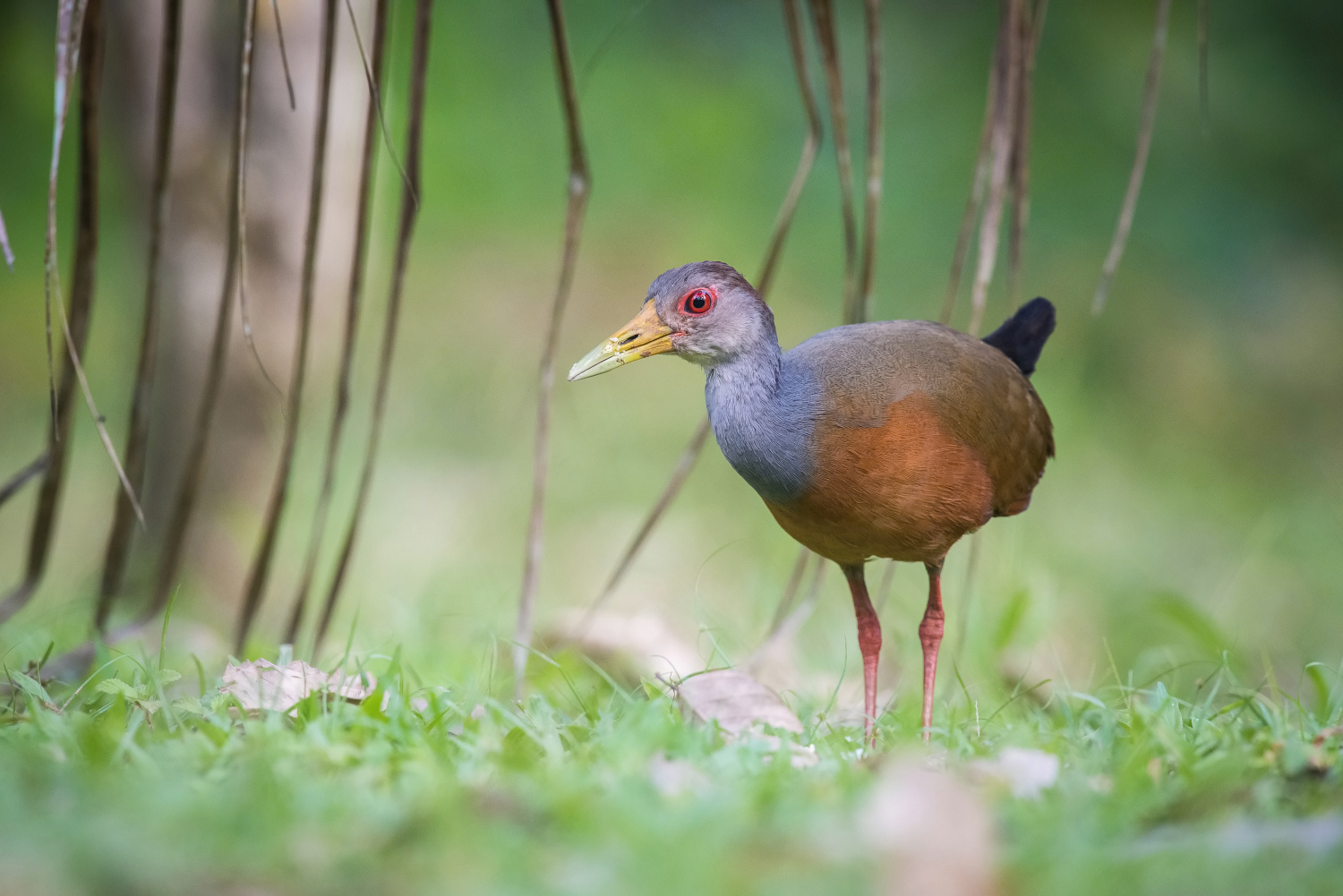 chřástal guyanský (Aramides cajanea) Grey-necked wood rail