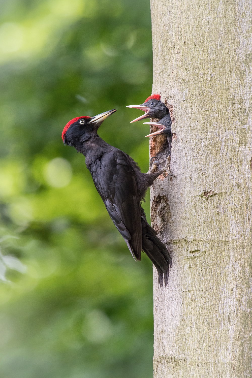 datel černý (Dryocopus martius) Black woodpecker